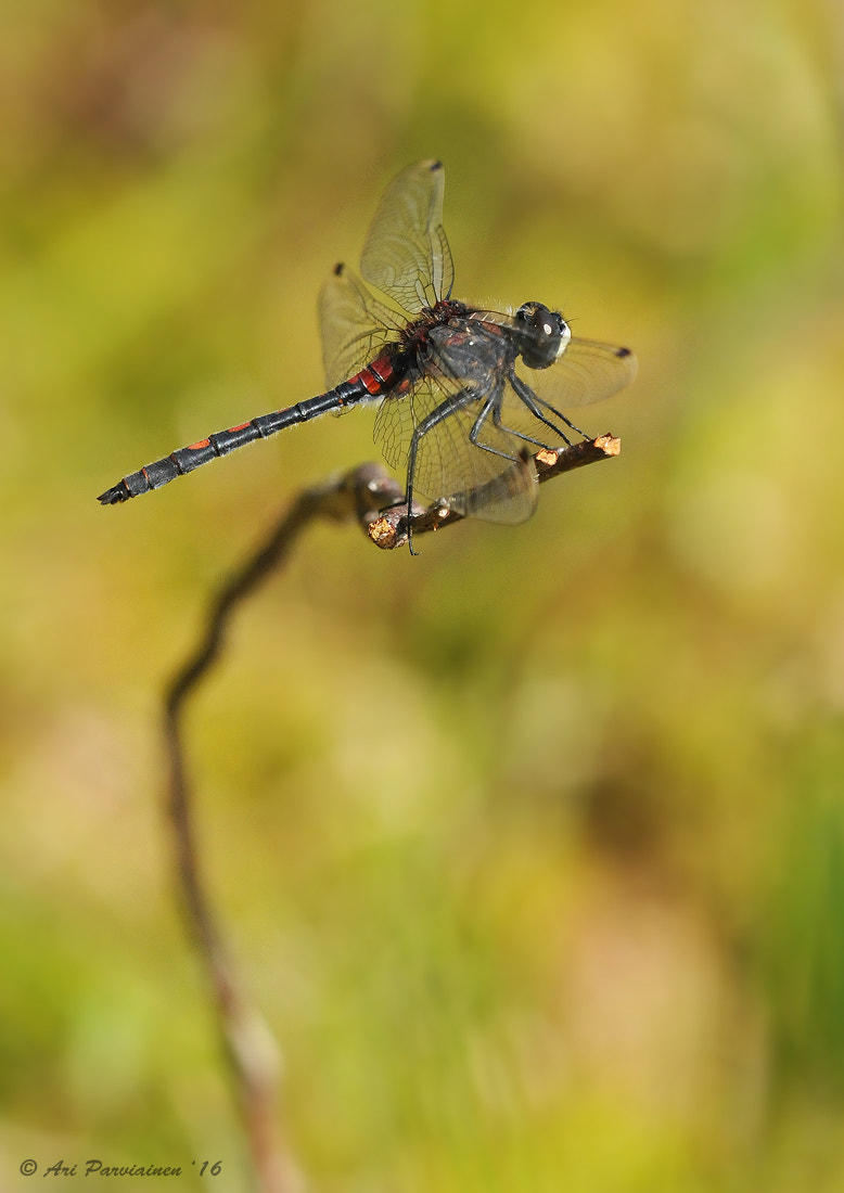 Sigma 150mm F2.8 EX DG OS Macro HSM sample photo. White-faced darter photography