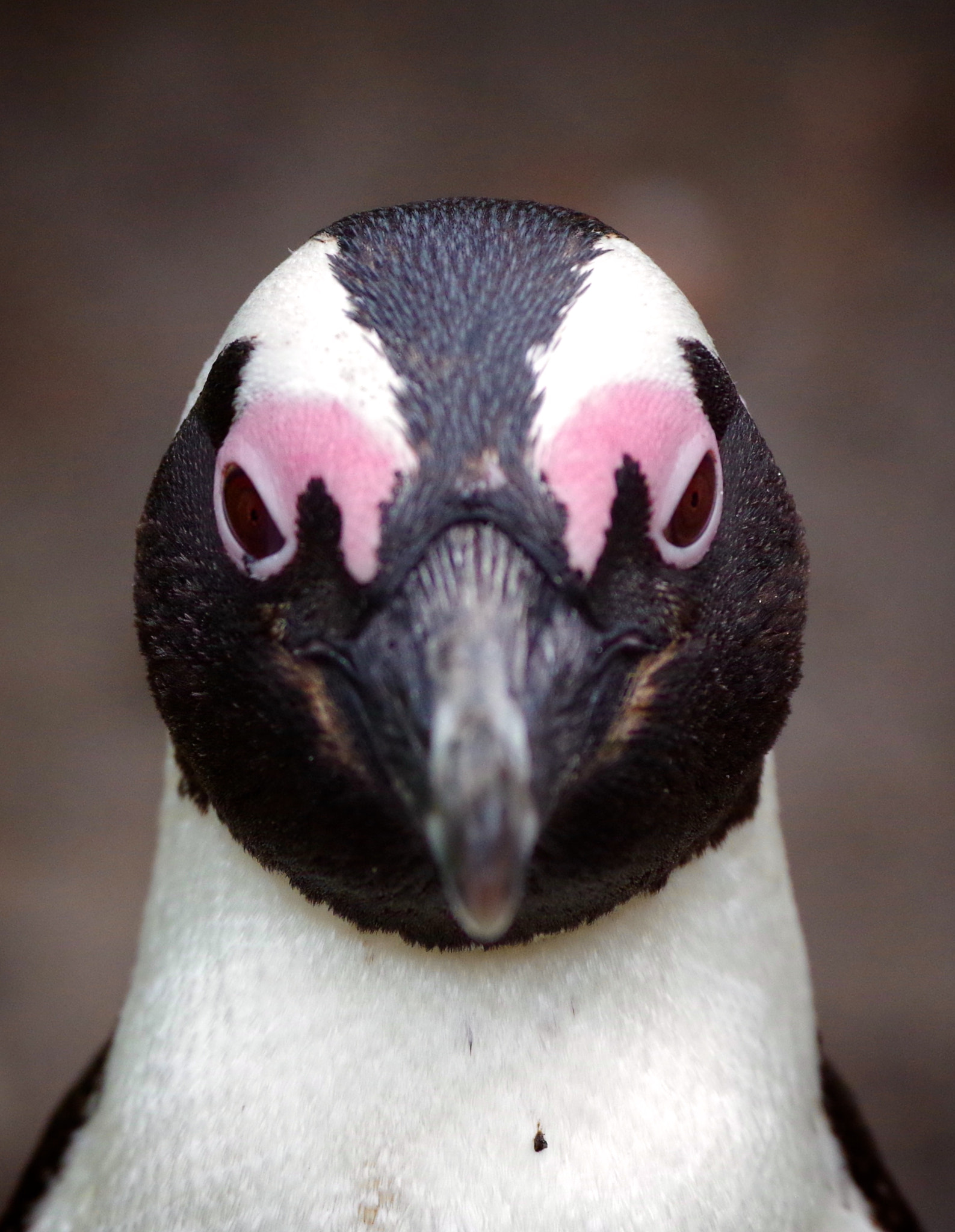 Pentax smc DA* 300mm F4.0 ED (IF) SDM sample photo. Cape penguin photography