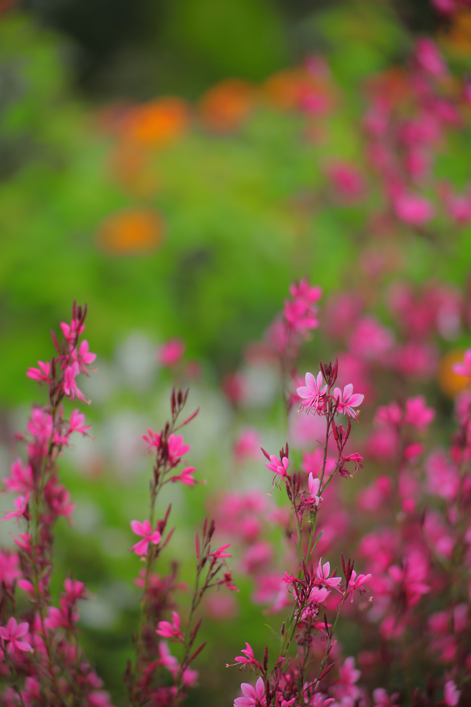 Canon EOS 6D + Canon EF 70-210mm f/3.5-4.5 USM sample photo. Flower photography