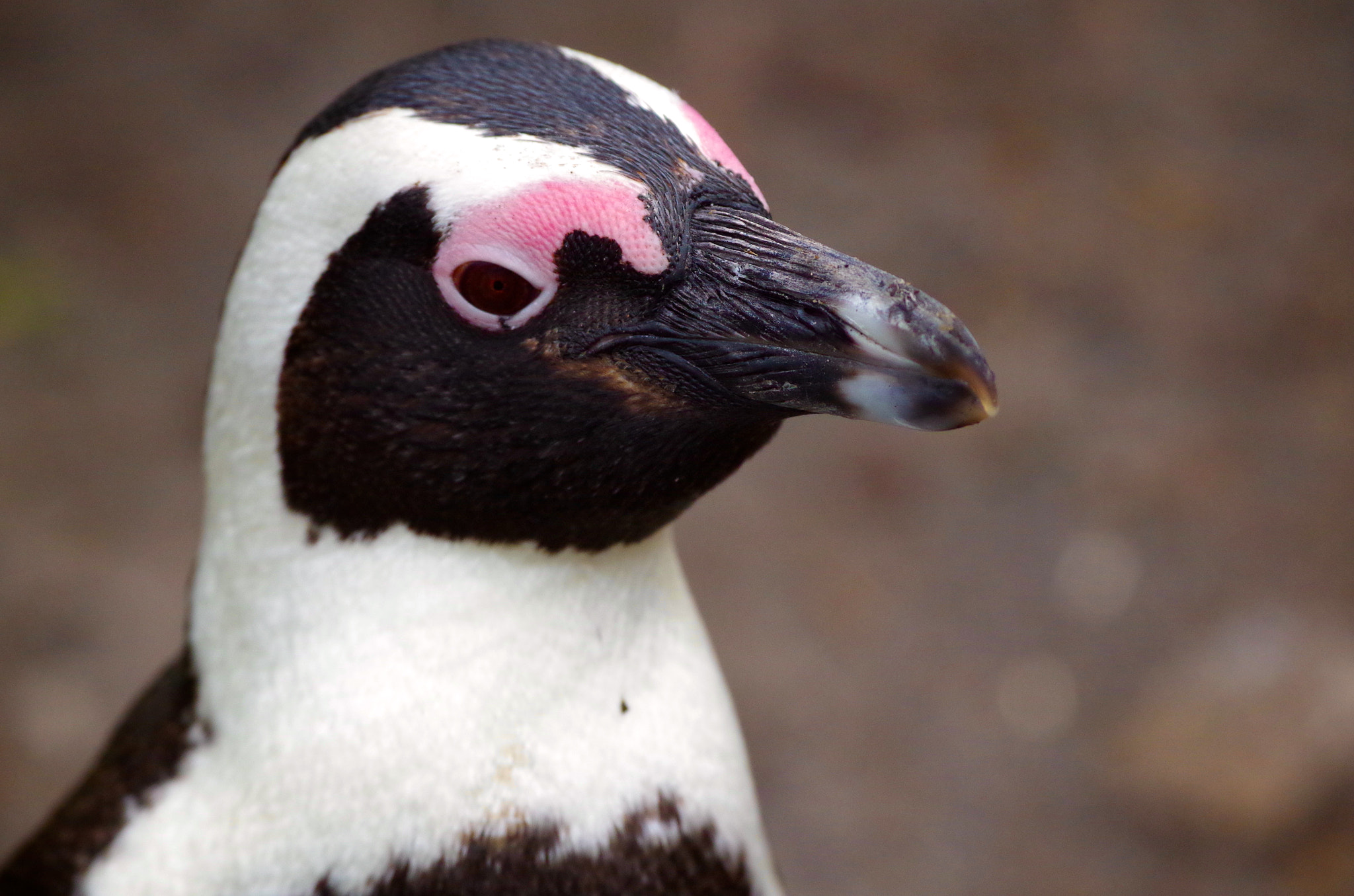 Pentax smc DA* 300mm F4.0 ED (IF) SDM sample photo. Cape penguins, south africa photography