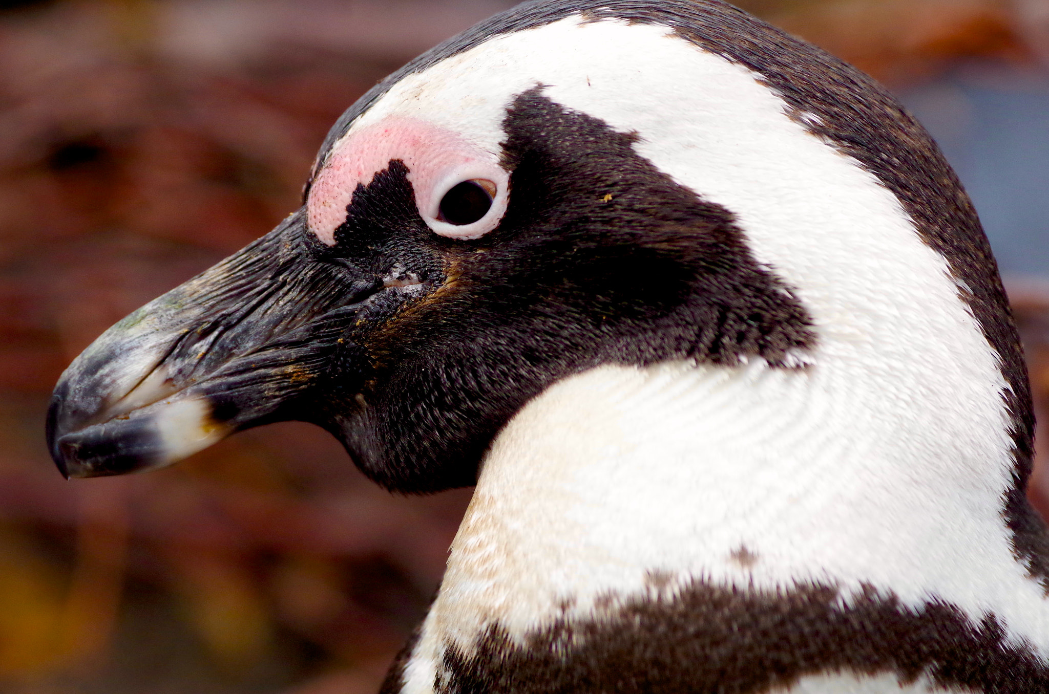 Pentax K-30 + Pentax smc DA* 300mm F4.0 ED (IF) SDM sample photo. Cape penguins, south africa photography