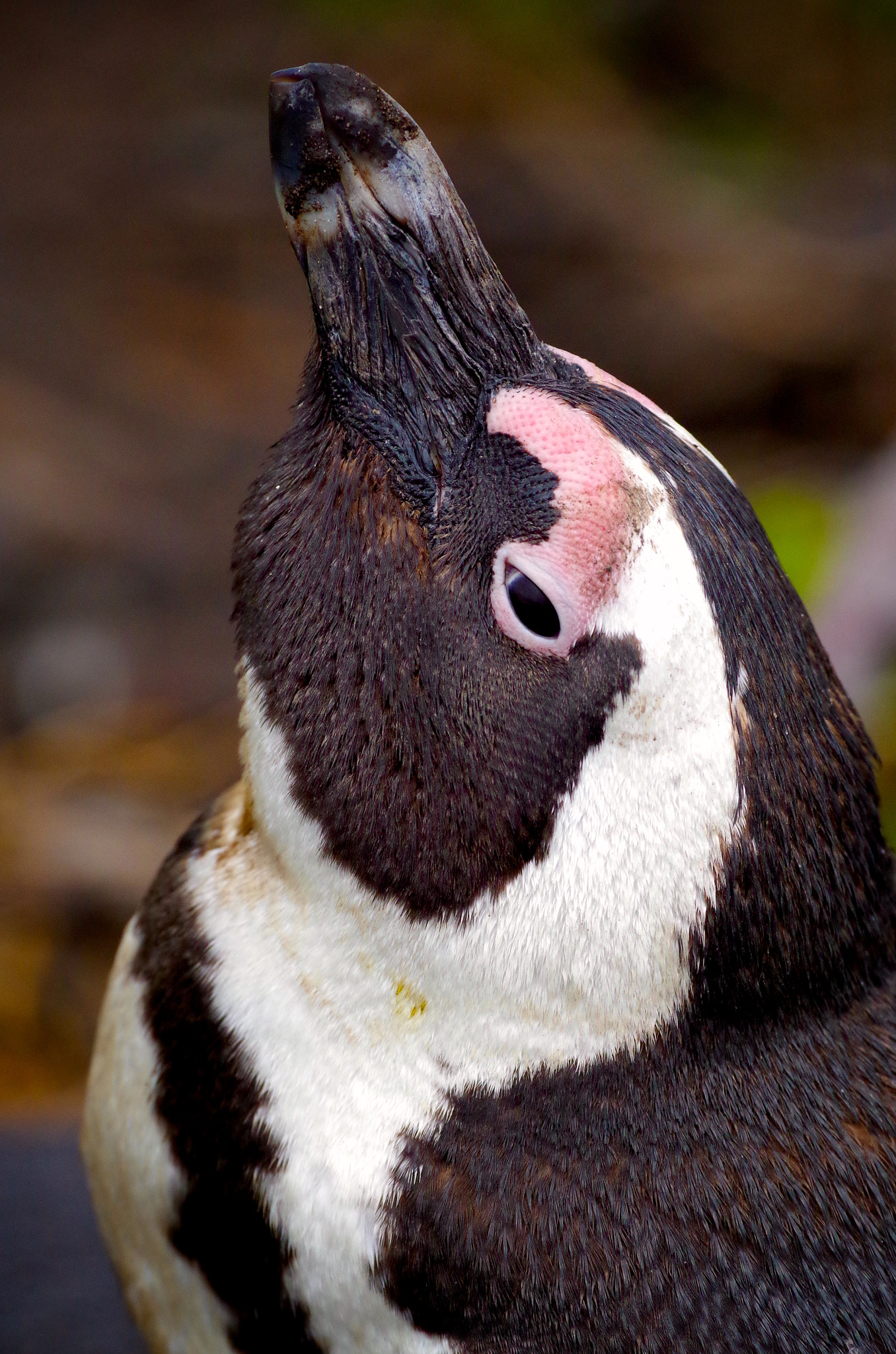 Pentax K-30 + Pentax smc DA* 300mm F4.0 ED (IF) SDM sample photo. Cape penguins, south africa photography