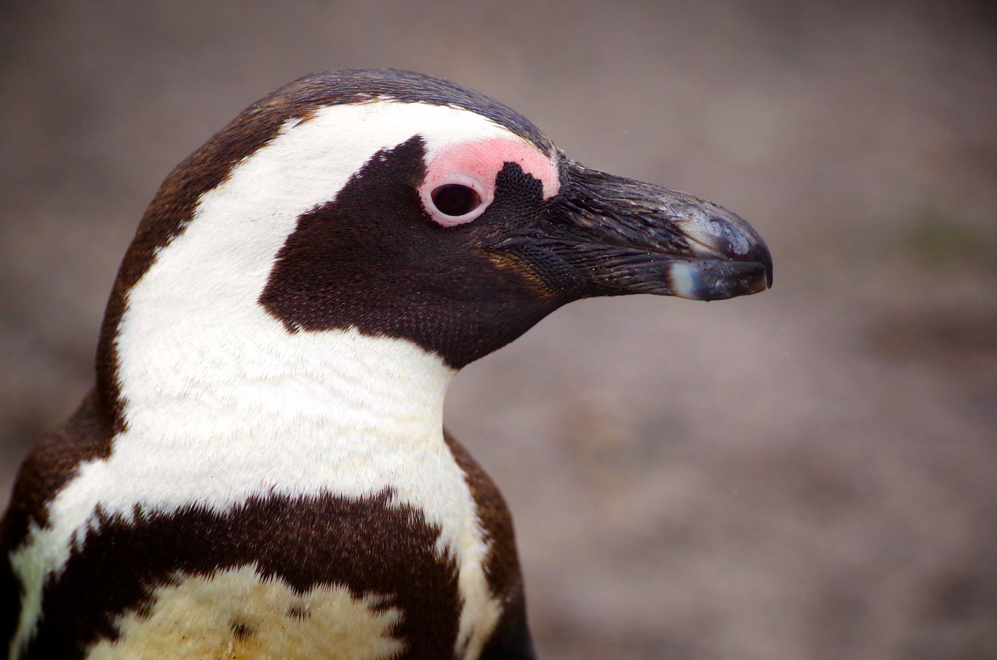 Pentax smc DA* 300mm F4.0 ED (IF) SDM sample photo. Cape penguins, south africa photography