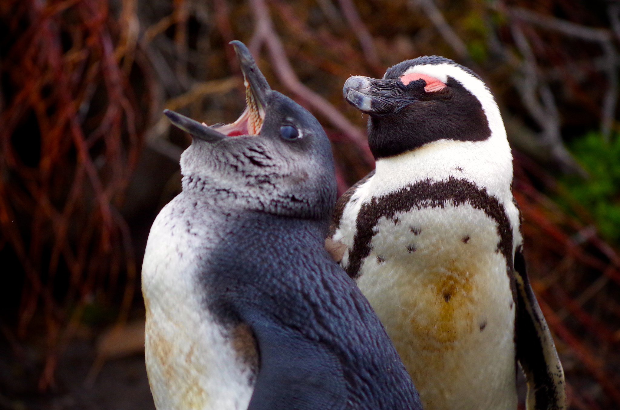 Pentax K-30 + Pentax smc DA* 300mm F4.0 ED (IF) SDM sample photo. Cape penguins, south africa photography