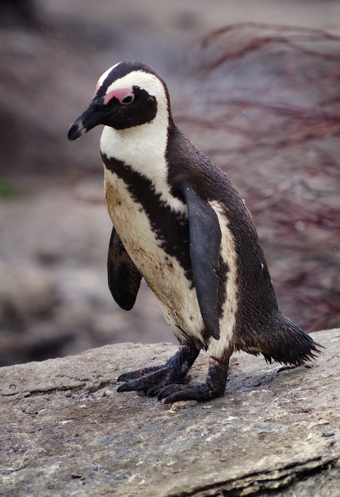 Pentax smc DA* 300mm F4.0 ED (IF) SDM sample photo. Cape penguins, south africa photography