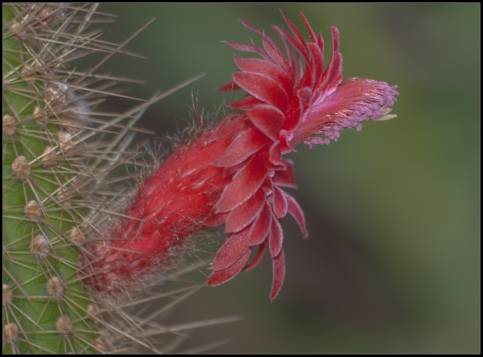 Nikon D300 sample photo. Cacti flower photography