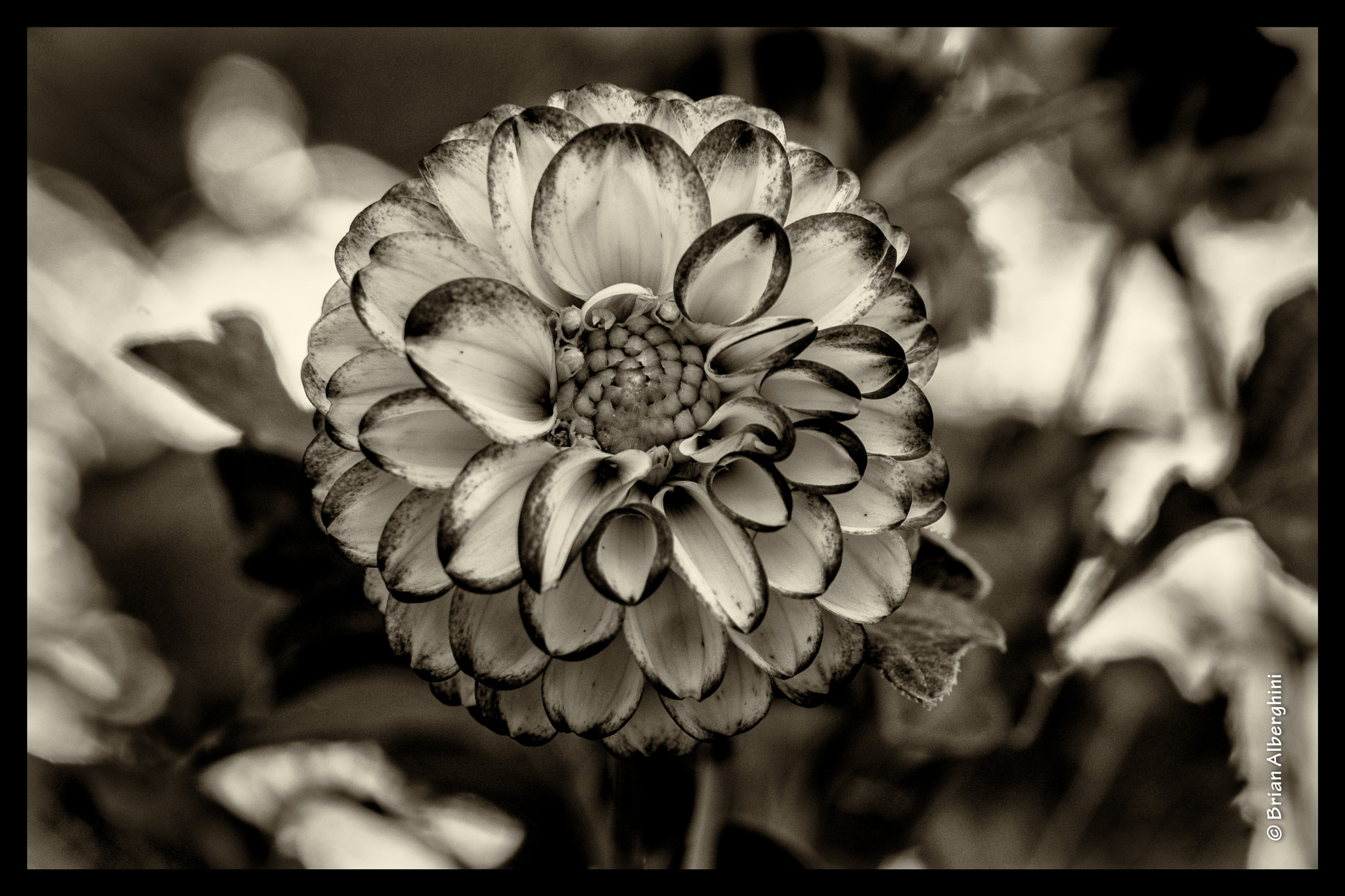 Nikon D7100 + Sigma 24-105mm F4 DG OS HSM Art sample photo. Dahlia #28 photography