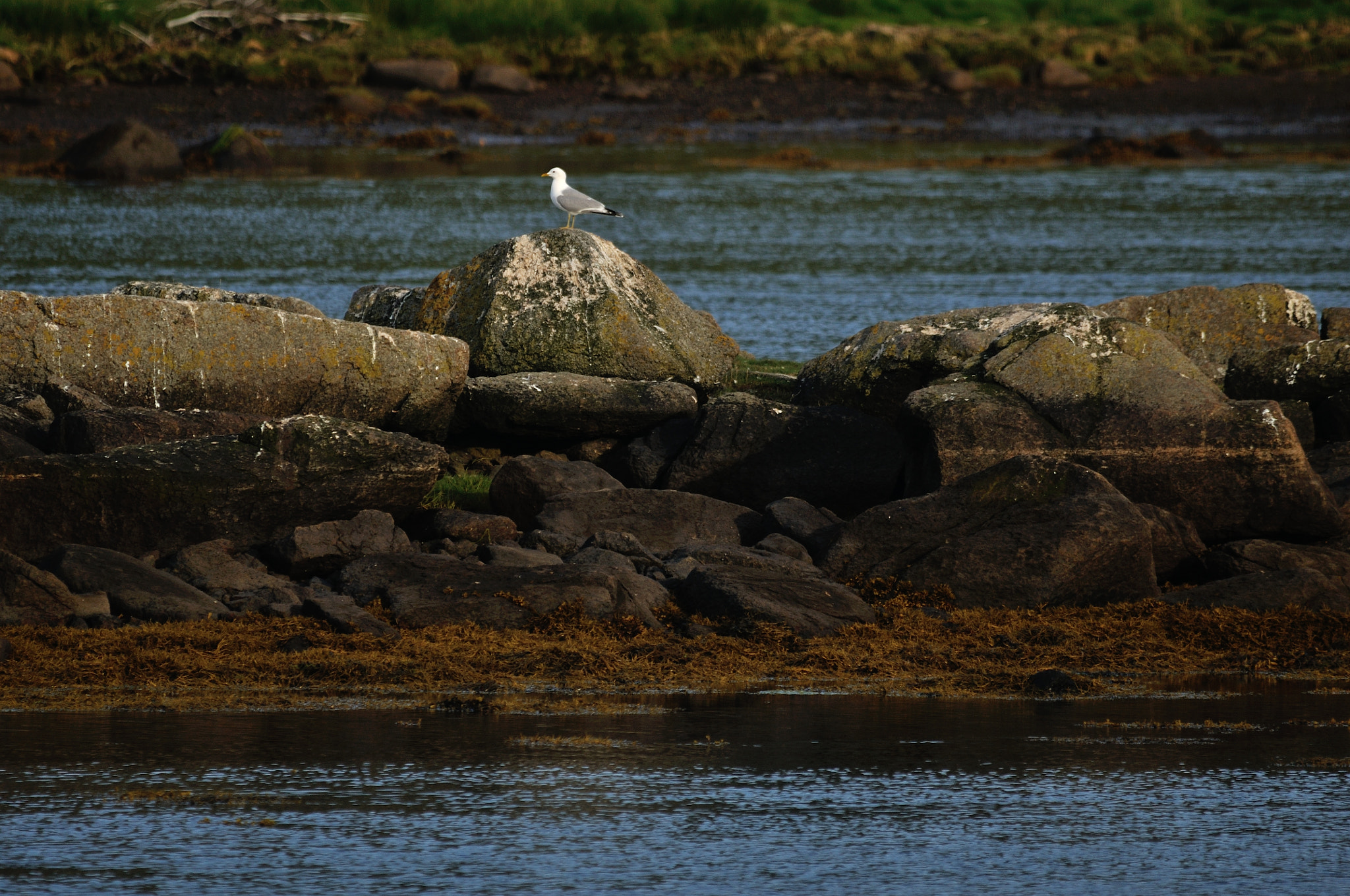 Sigma 150-500mm F5-6.3 DG OS HSM sample photo. Nest guard photography
