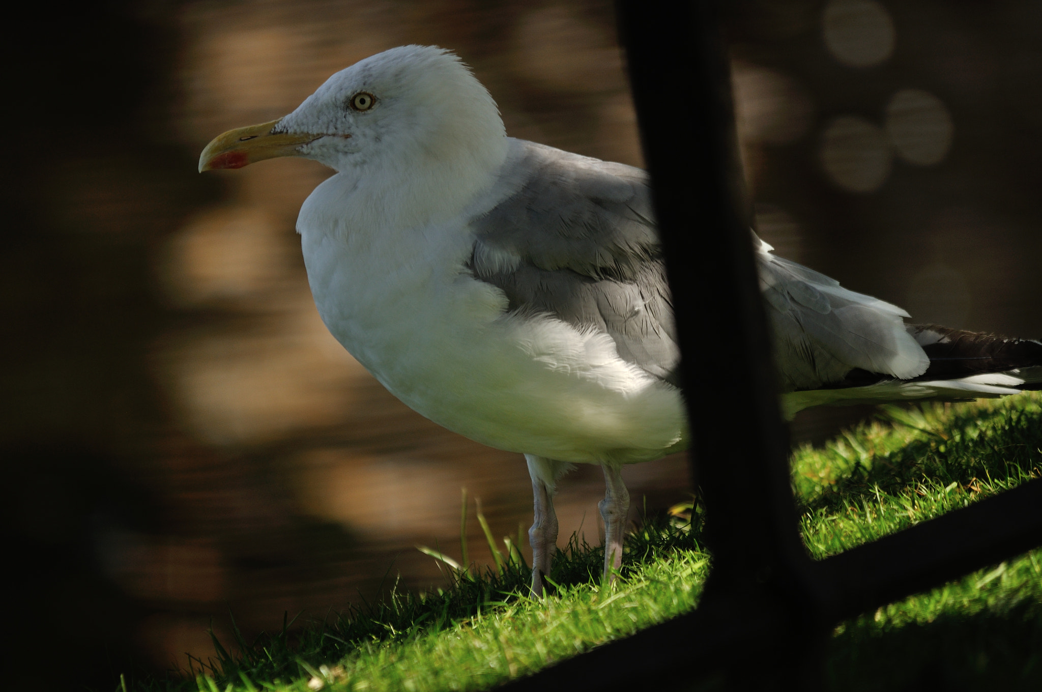 Sigma 150-500mm F5-6.3 DG OS HSM sample photo. City bird photography