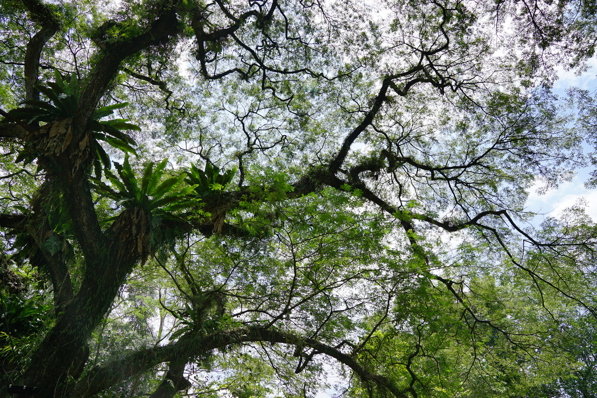 Sony FE 24-70mm F2.8 GM sample photo. Big tree photography