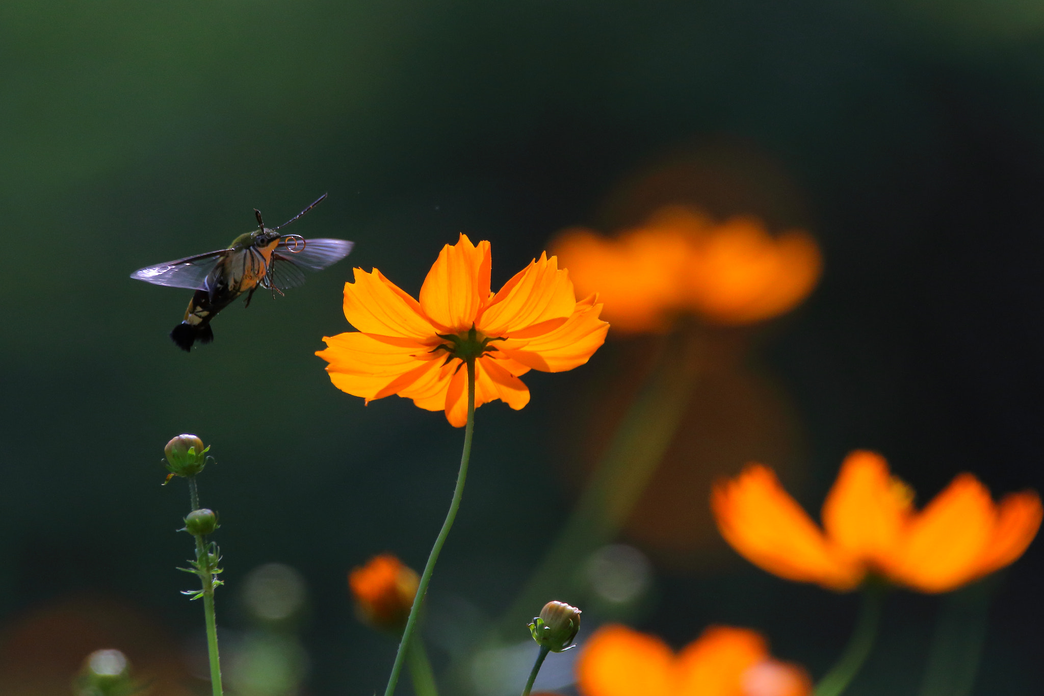 Sigma 150-600mm F5-6.3 DG OS HSM | C sample photo. Cephonodes hylas1 photography