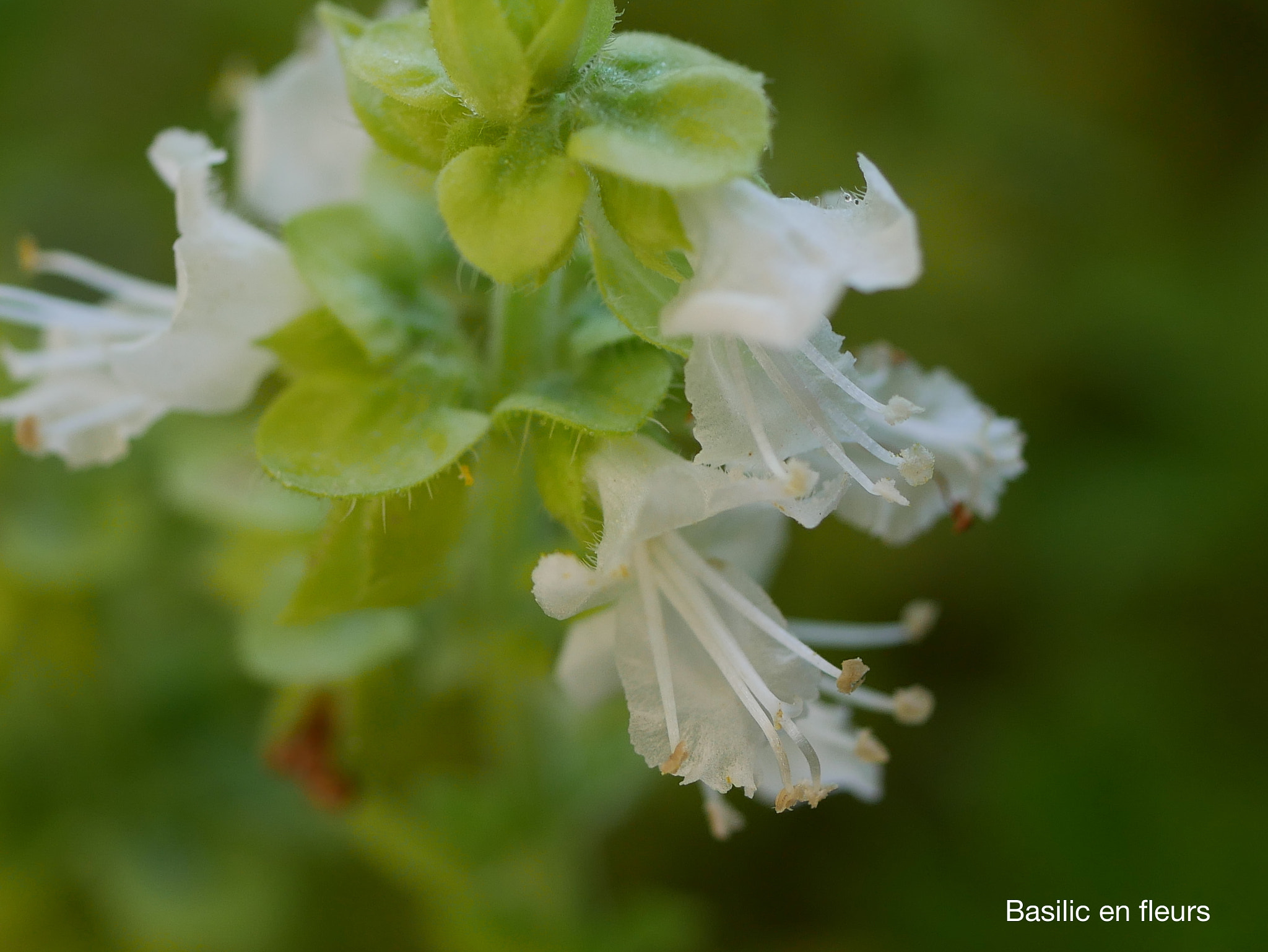 Panasonic DMC-G70 + Panasonic Lumix G Macro 30mm F2.8 ASPH Mega OIS sample photo. Basilic photography