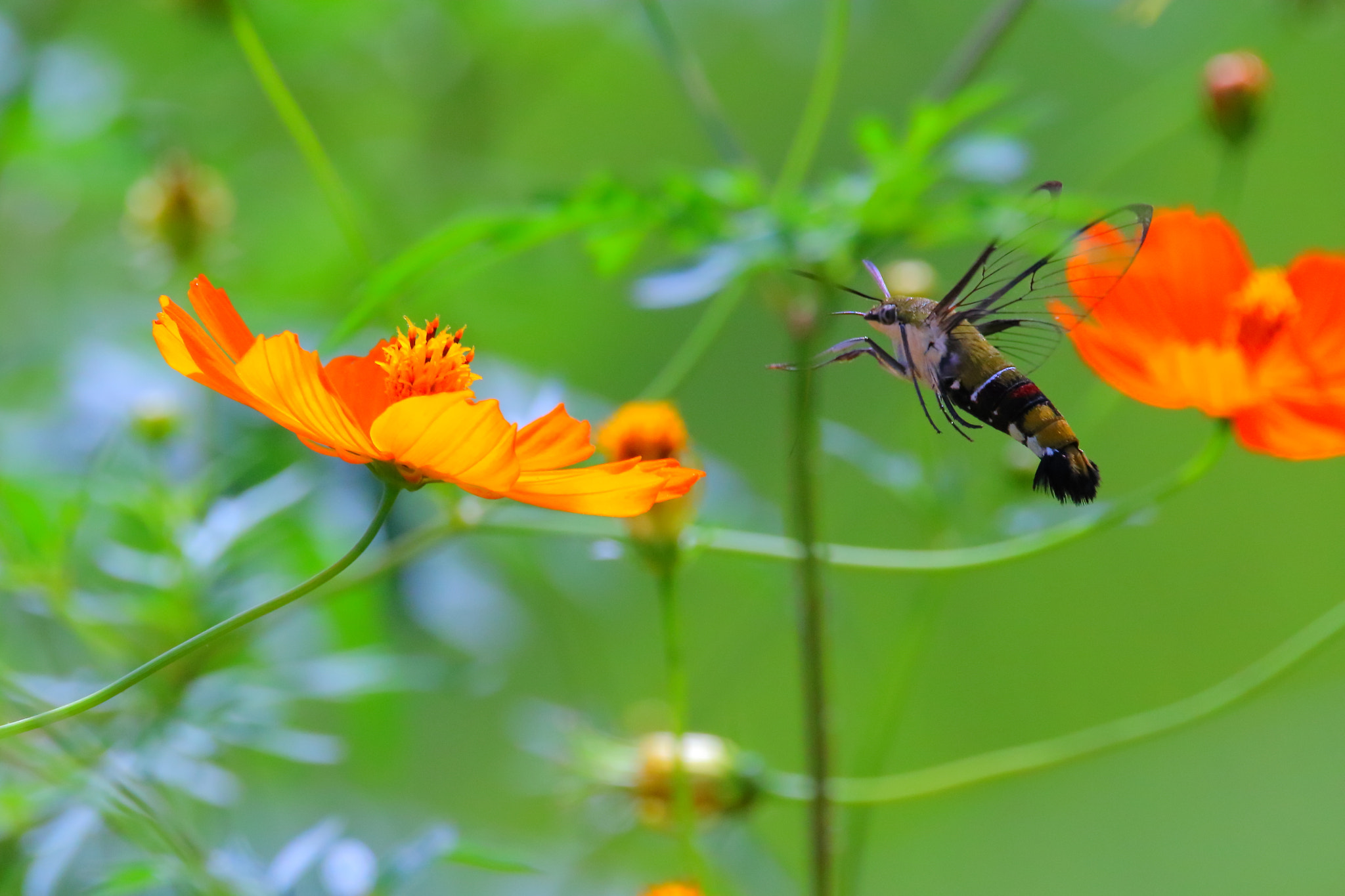 Sigma 150-600mm F5-6.3 DG OS HSM | C sample photo. Cephonodes hylas2 photography