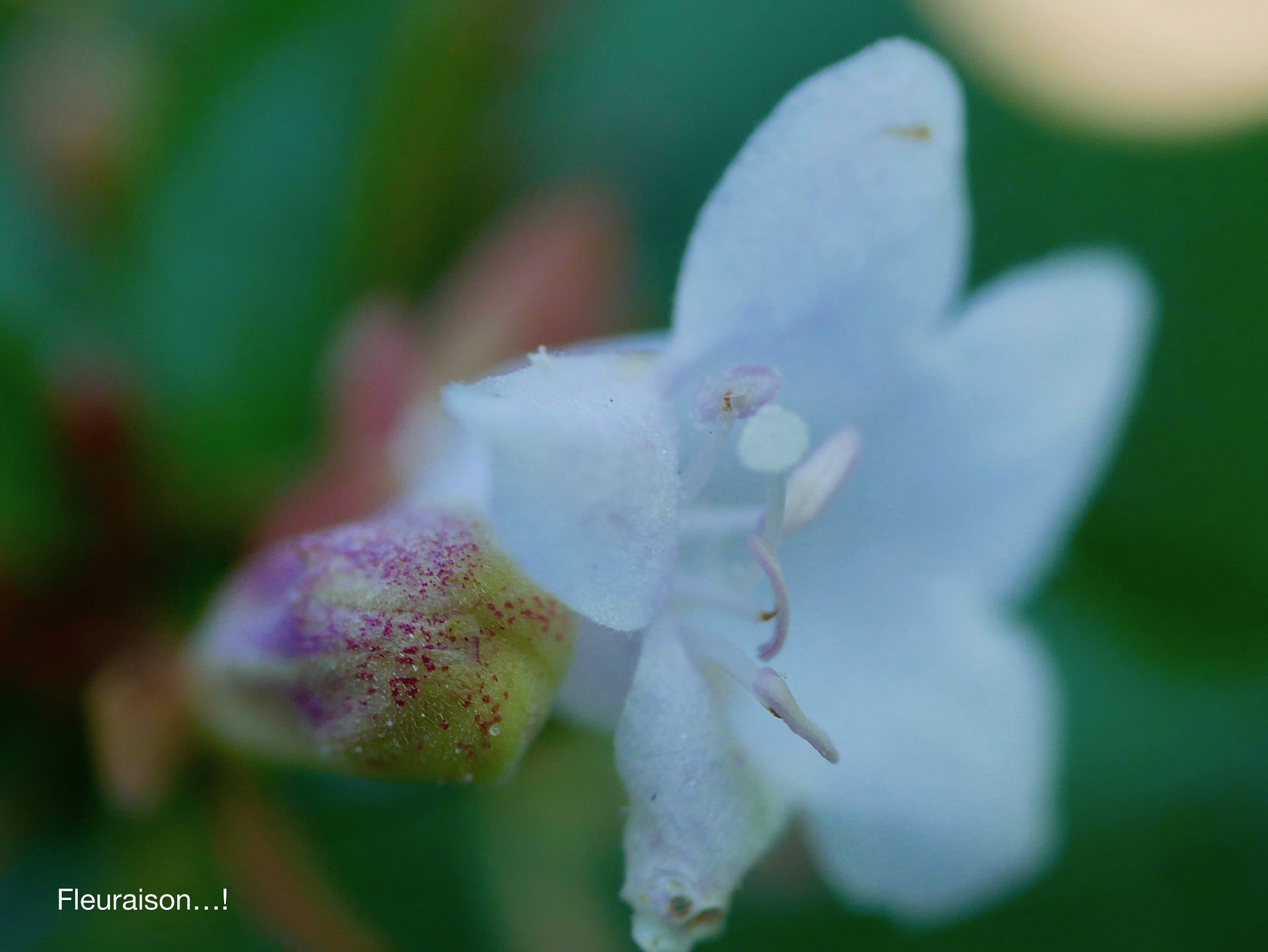 Panasonic DMC-G70 + Panasonic Lumix G Macro 30mm F2.8 ASPH Mega OIS sample photo. Fleuraison...! photography