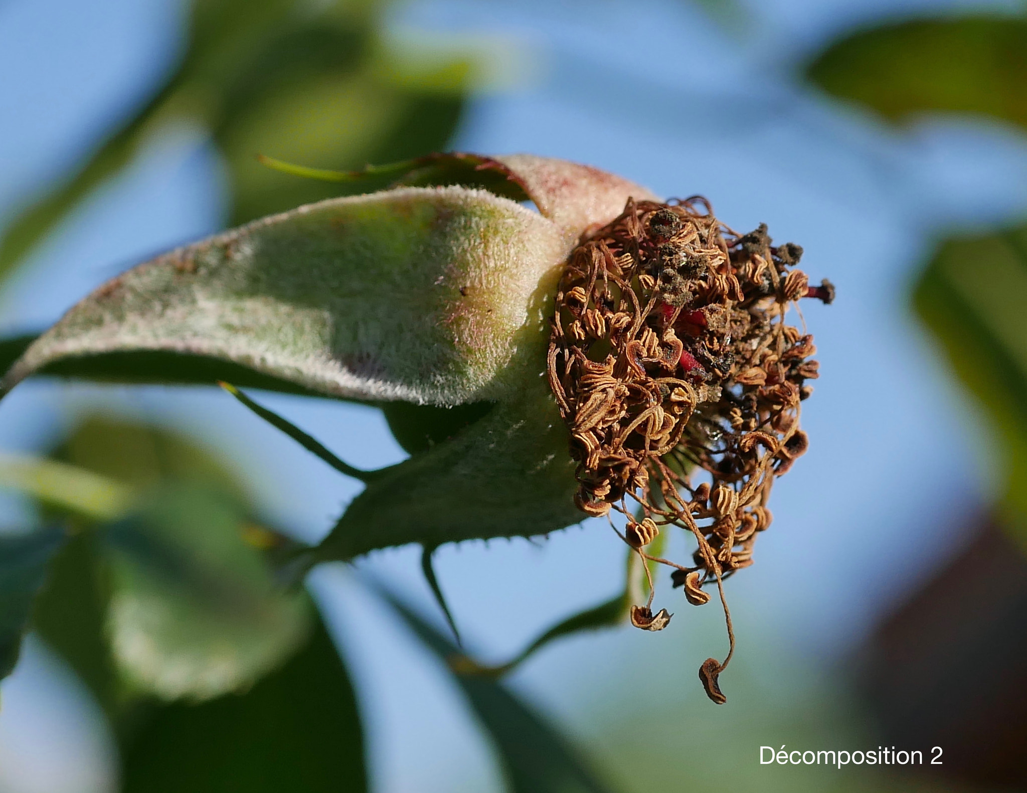 Panasonic Lumix G Macro 30mm F2.8 ASPH Mega OIS sample photo. Décomposition 2 photography