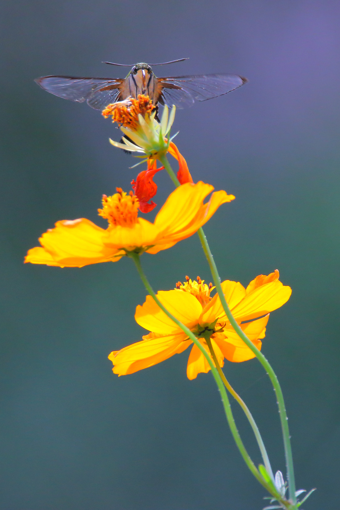 Sigma 150-600mm F5-6.3 DG OS HSM | C sample photo. Cephonodes hylas3 photography
