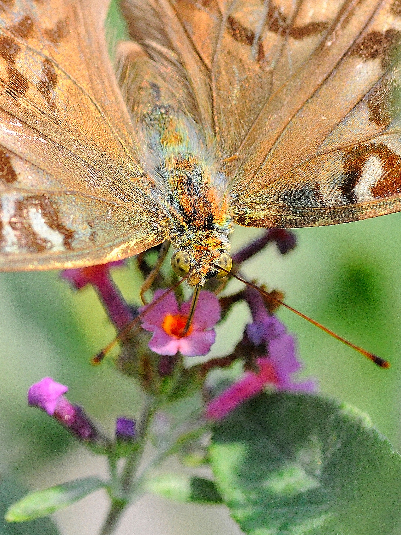 Sigma 105mm F2.8 EX DG Macro sample photo. Brown butterfly photography