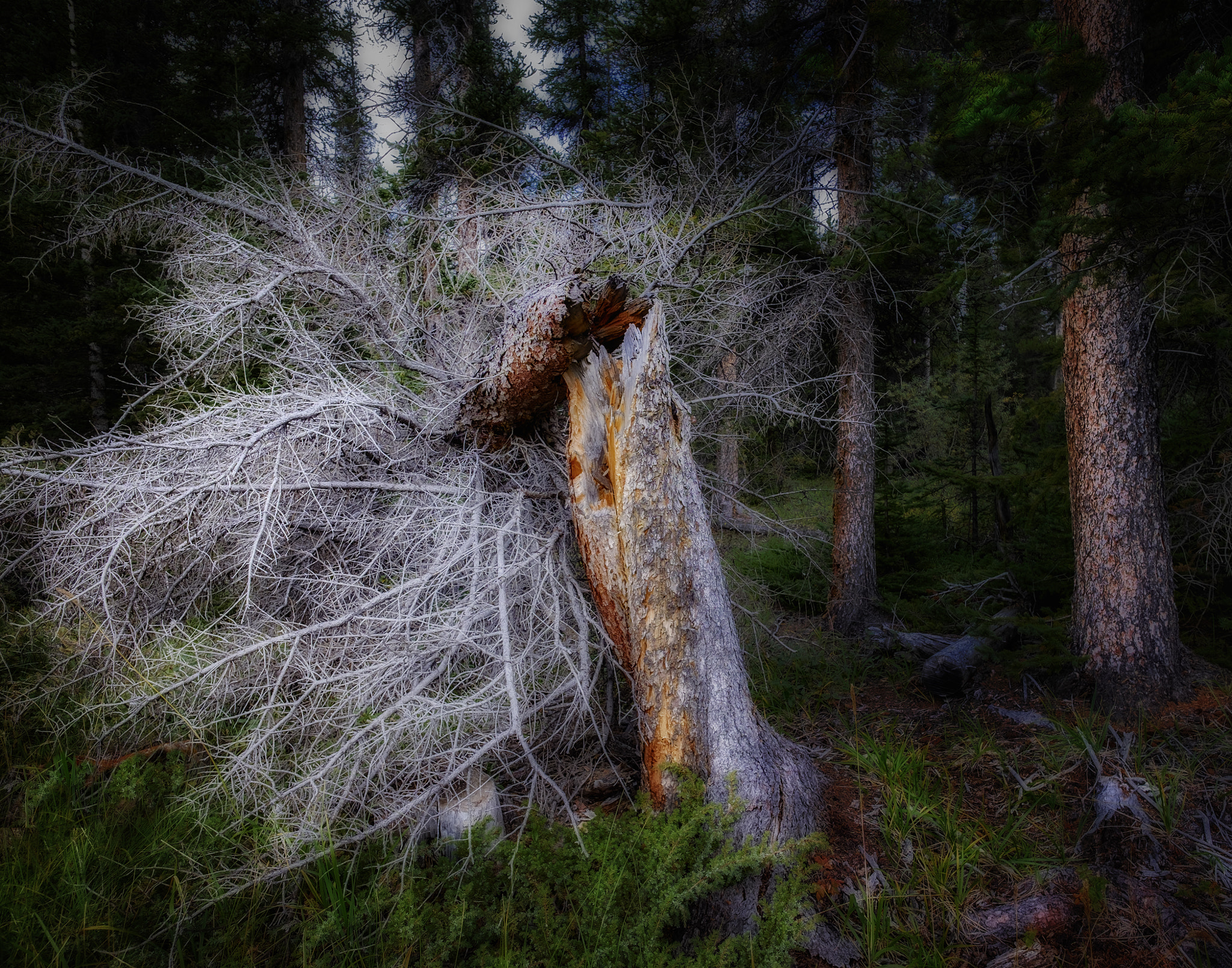 ZEISS Touit 12mm F2.8 sample photo. The weave of nature photography