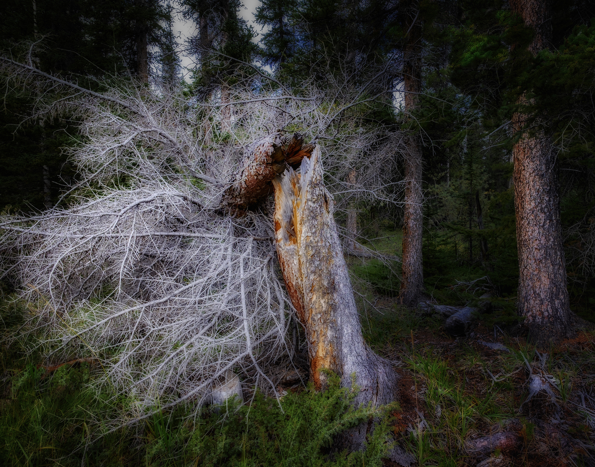 Fujifilm X-T1 + ZEISS Touit 12mm F2.8 sample photo. The weave of nature photography