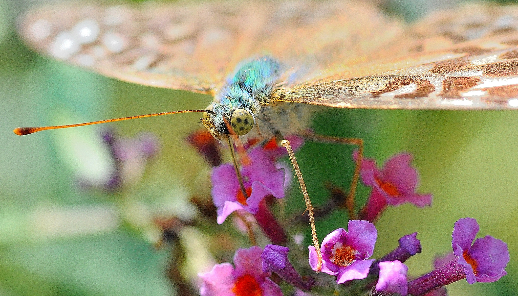 Sigma 105mm F2.8 EX DG Macro sample photo. Blue-brown butterfly photography