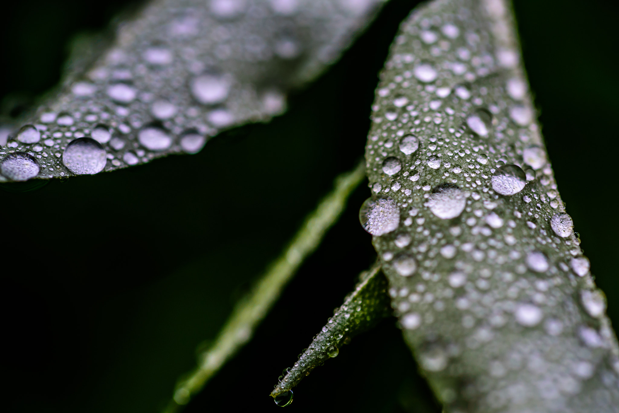 Nikon D750 + AF Micro-Nikkor 60mm f/2.8 sample photo. Two leafs photography