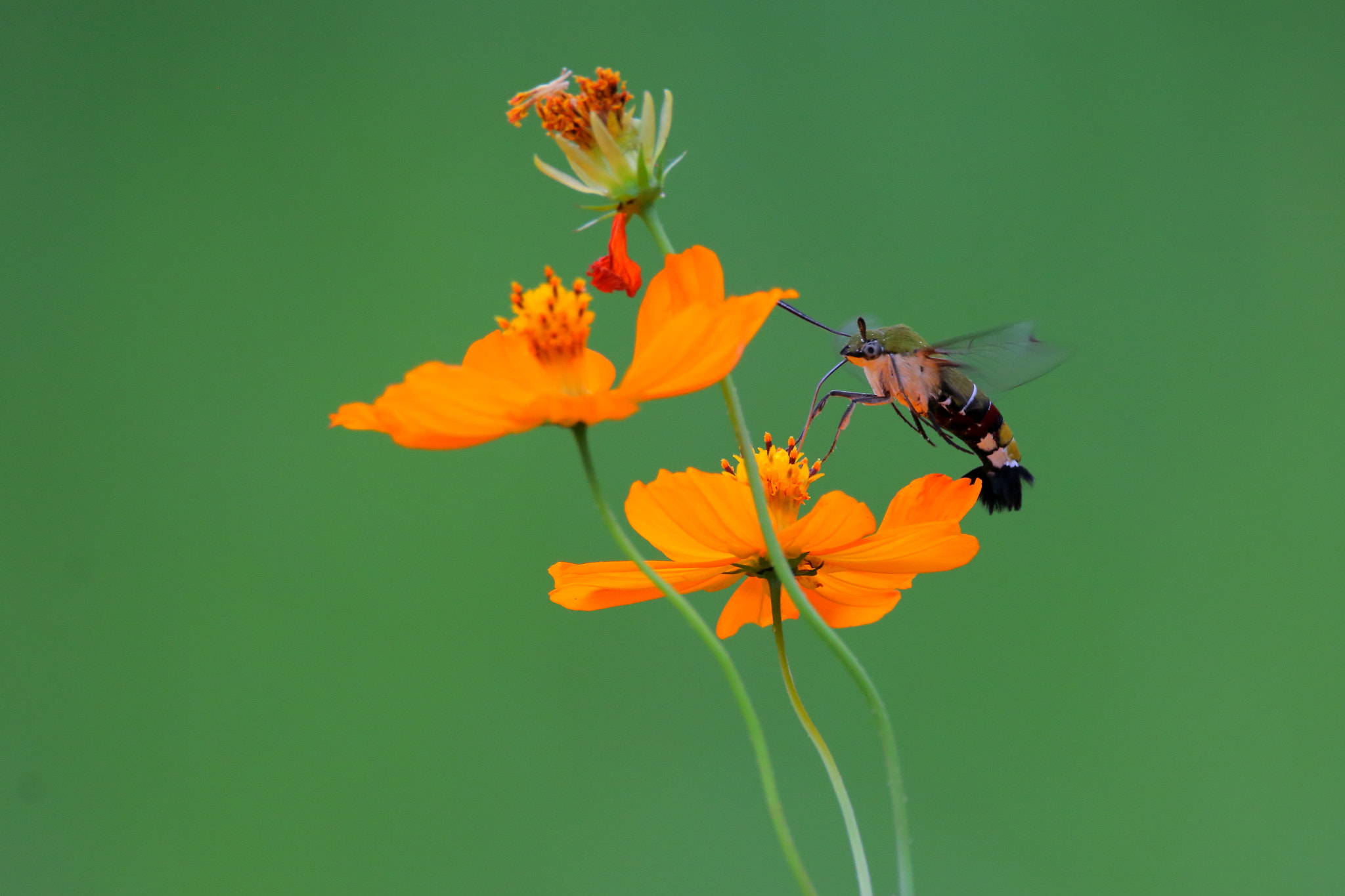 Sigma 150-600mm F5-6.3 DG OS HSM | C sample photo. Cephonodes hylas5 photography