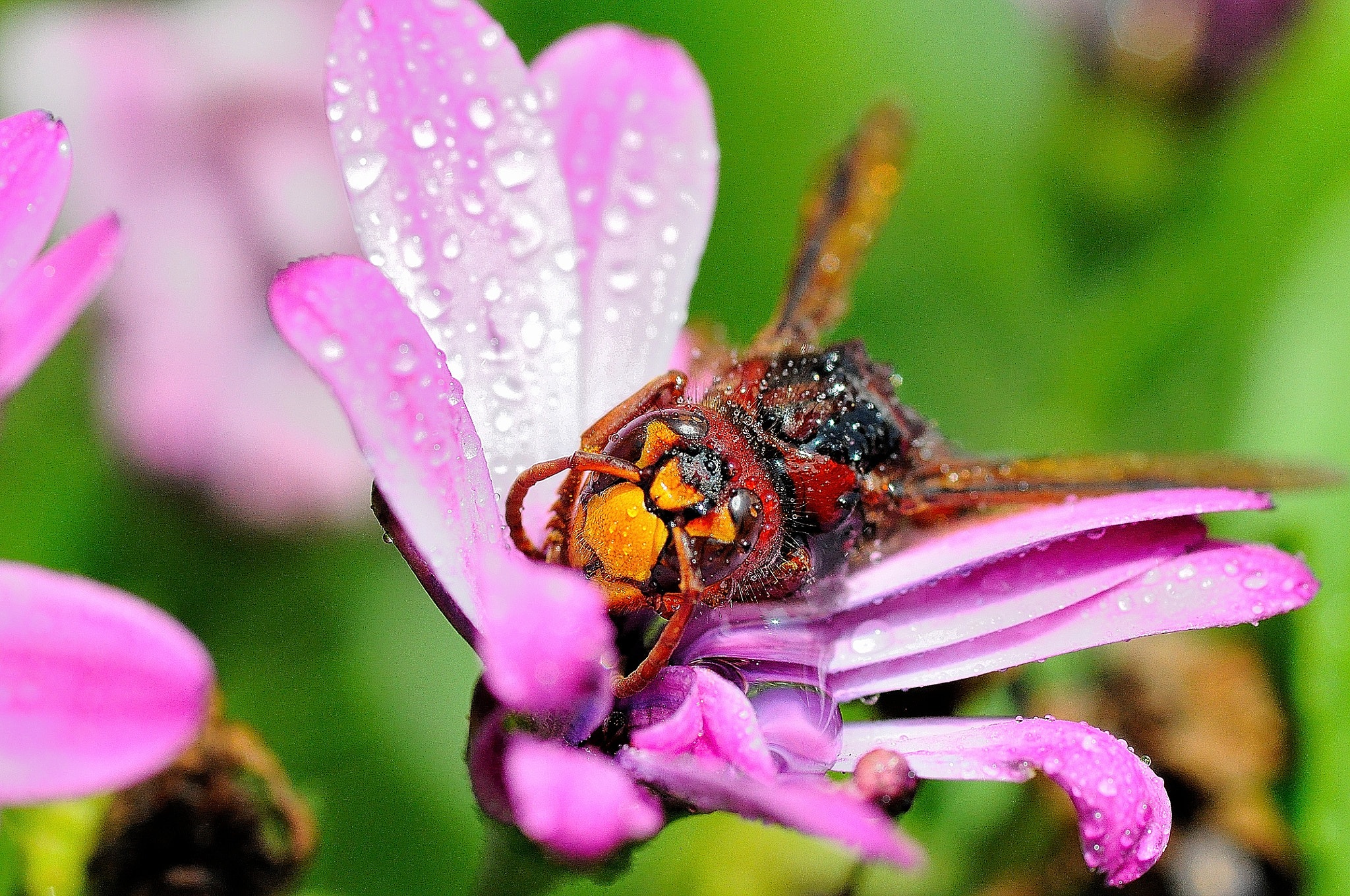 Sigma 105mm F2.8 EX DG Macro sample photo. Hornet with h2o photography