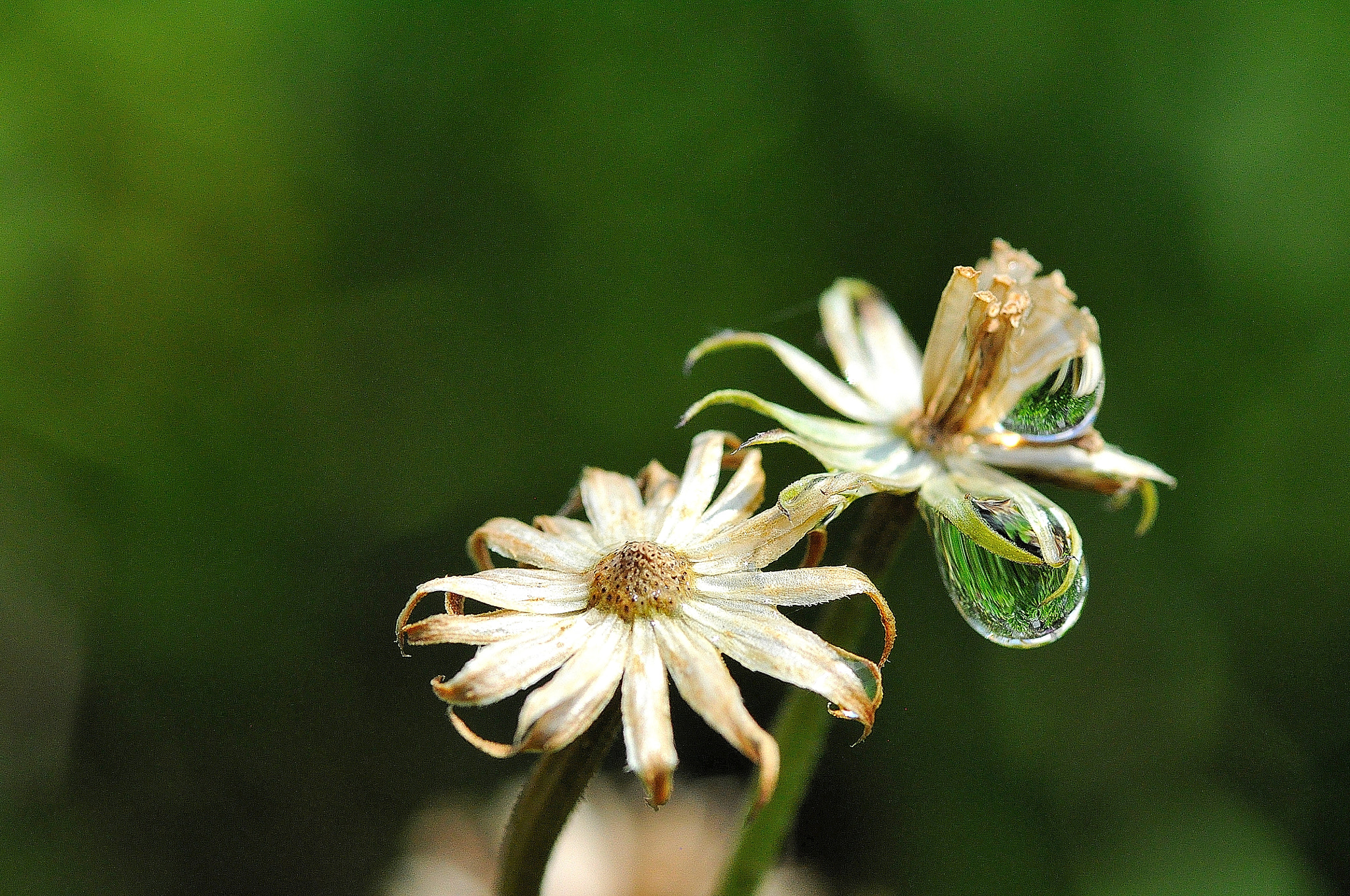 Sigma 105mm F2.8 EX DG Macro sample photo. Dry flower photography