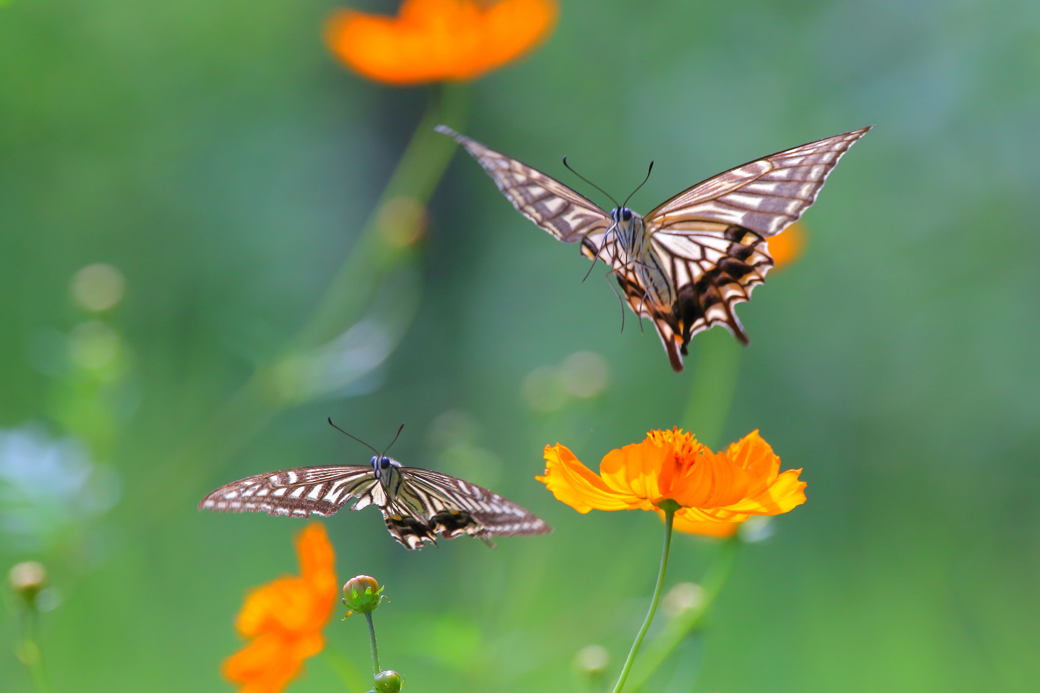 Sigma 150-600mm F5-6.3 DG OS HSM | C sample photo. Papilio machaon photography