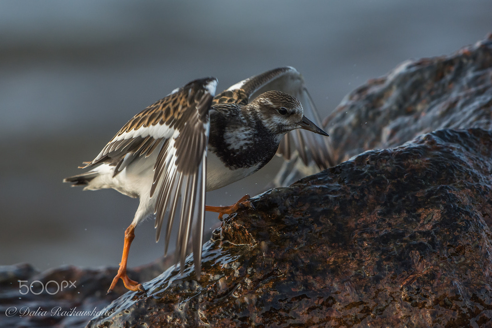 Nikon D7100 + Nikon AF-S Nikkor 500mm F4G ED VR sample photo. Dsc photography