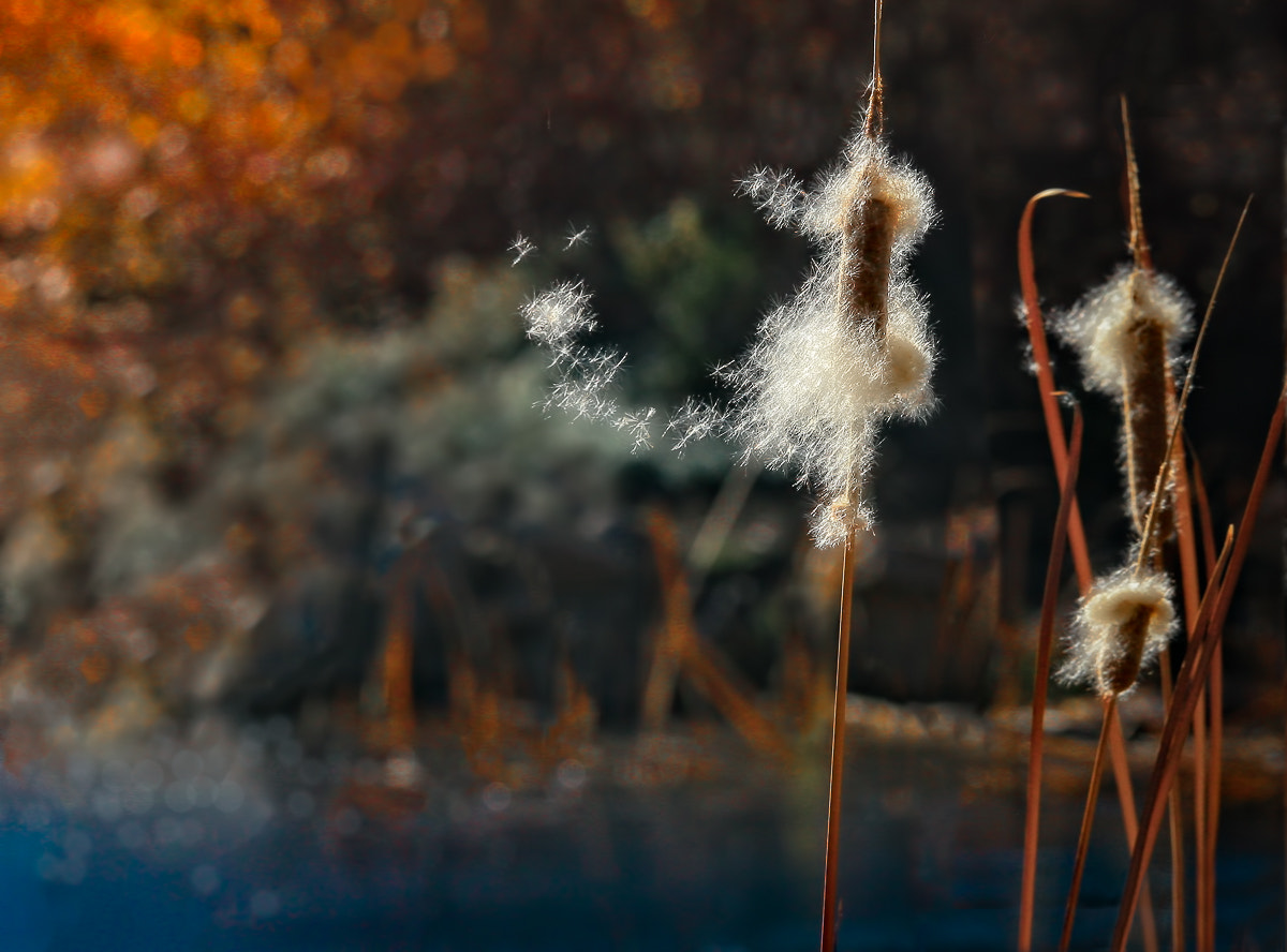 Canon EOS 30D + Canon EF 70-200mm F4L IS USM sample photo. Blowin' in the wind photography