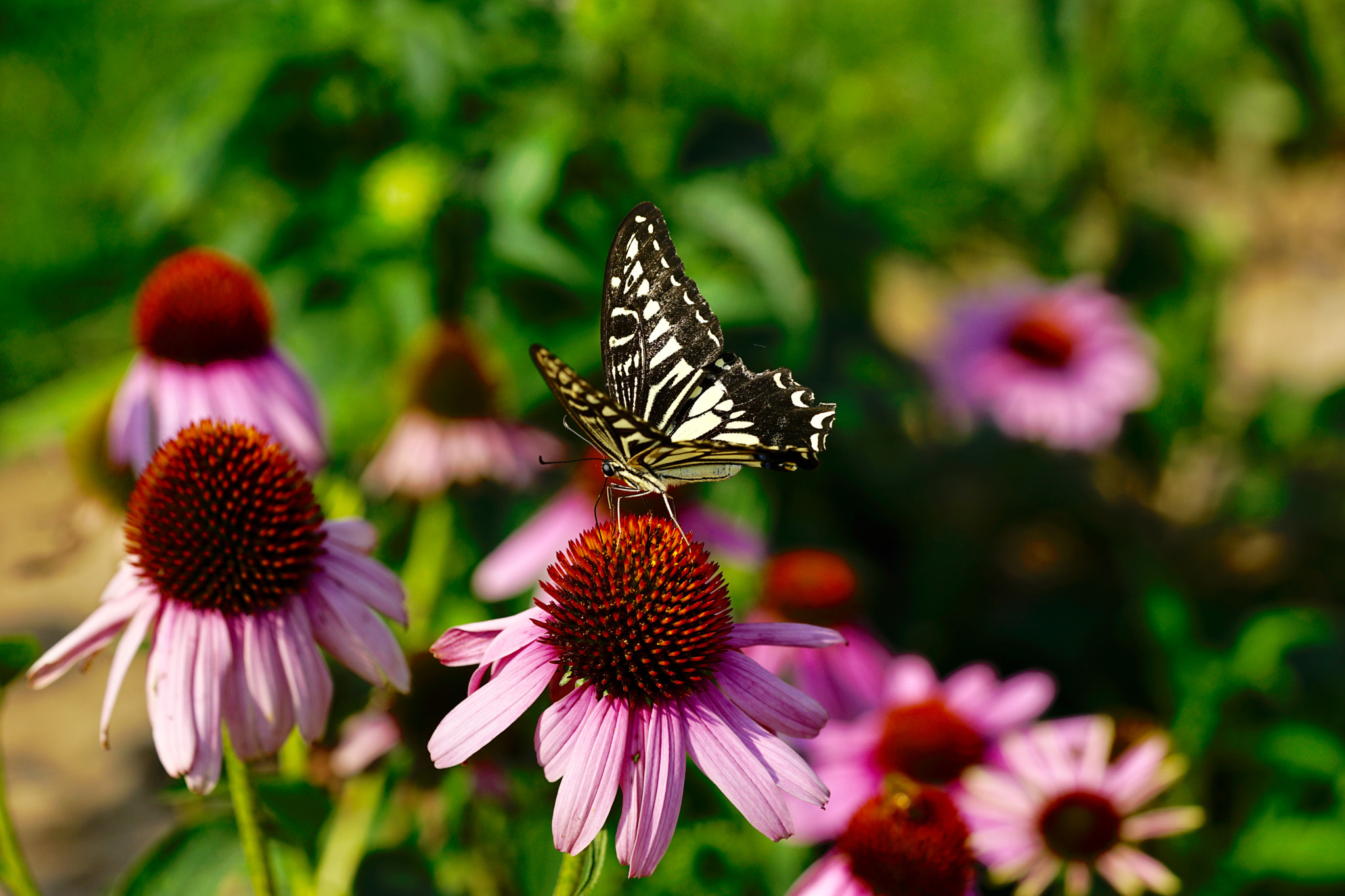 Sony a7 II + Sony FE 90mm F2.8 Macro G OSS sample photo. 花蝴蝶 photography