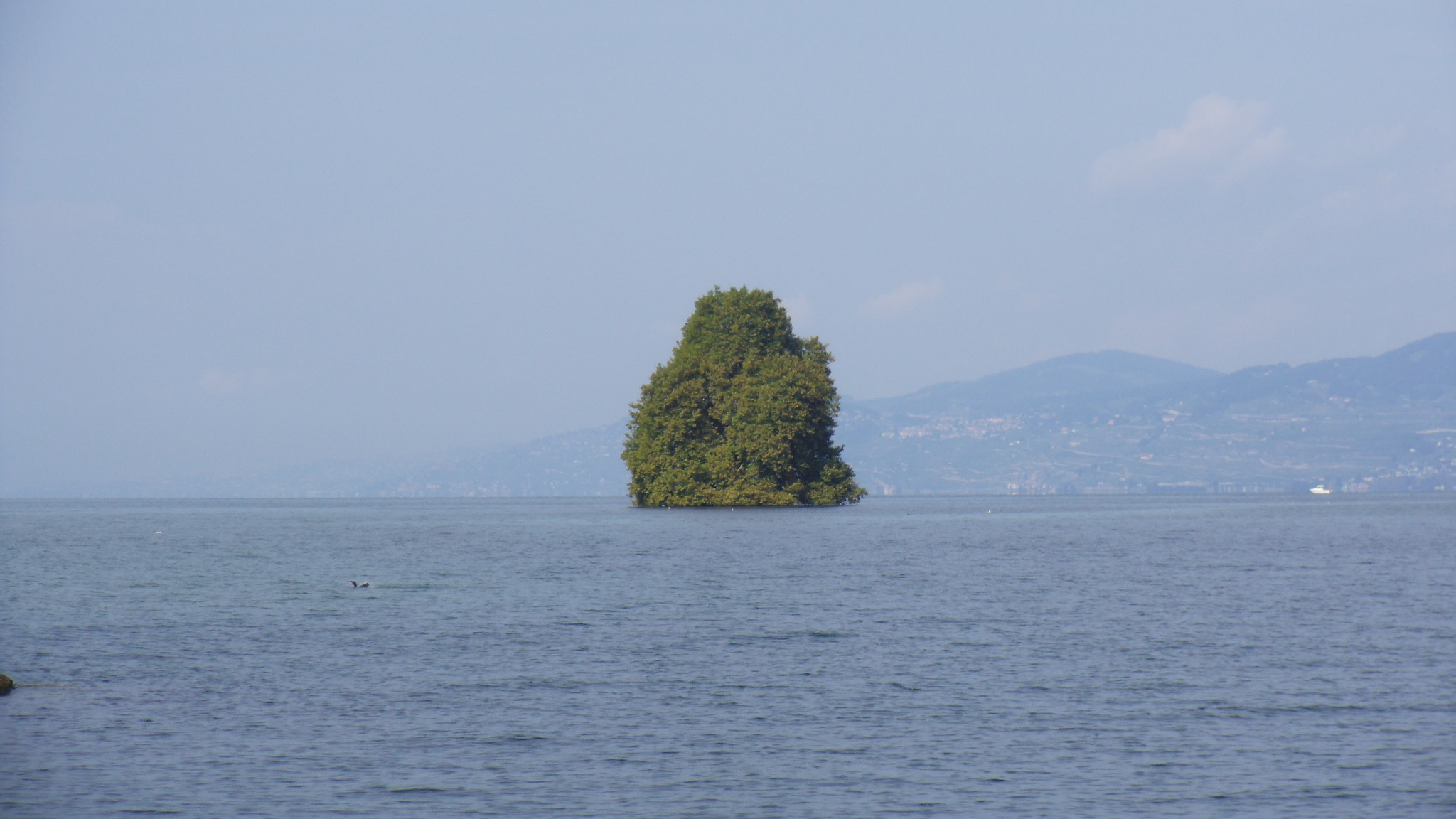 Pentax OPTIO LS465 sample photo. A tree on the lake photography