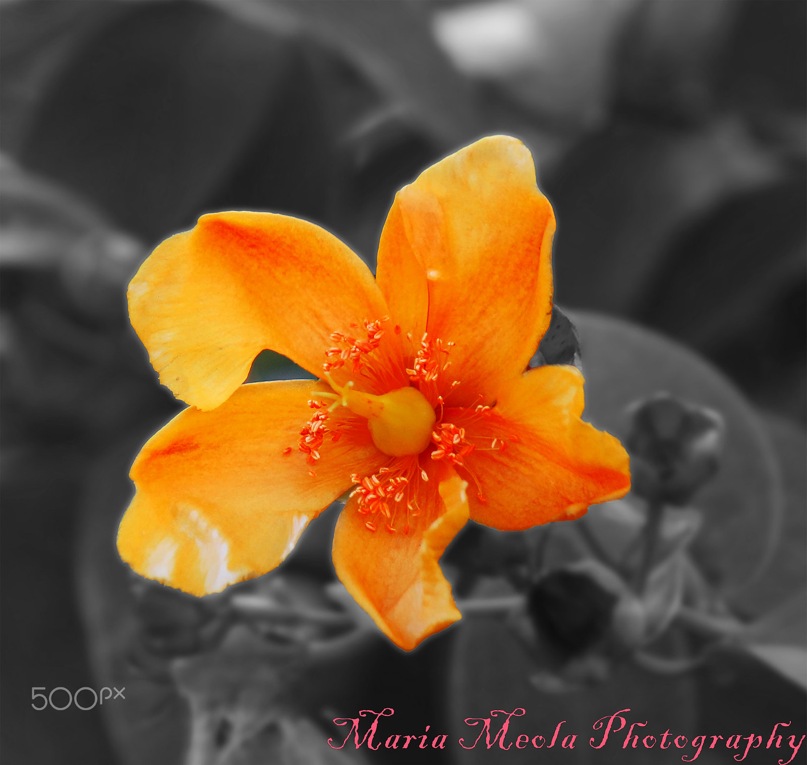 Canon EF-S 55-250mm F4-5.6 IS sample photo. Fiore photography