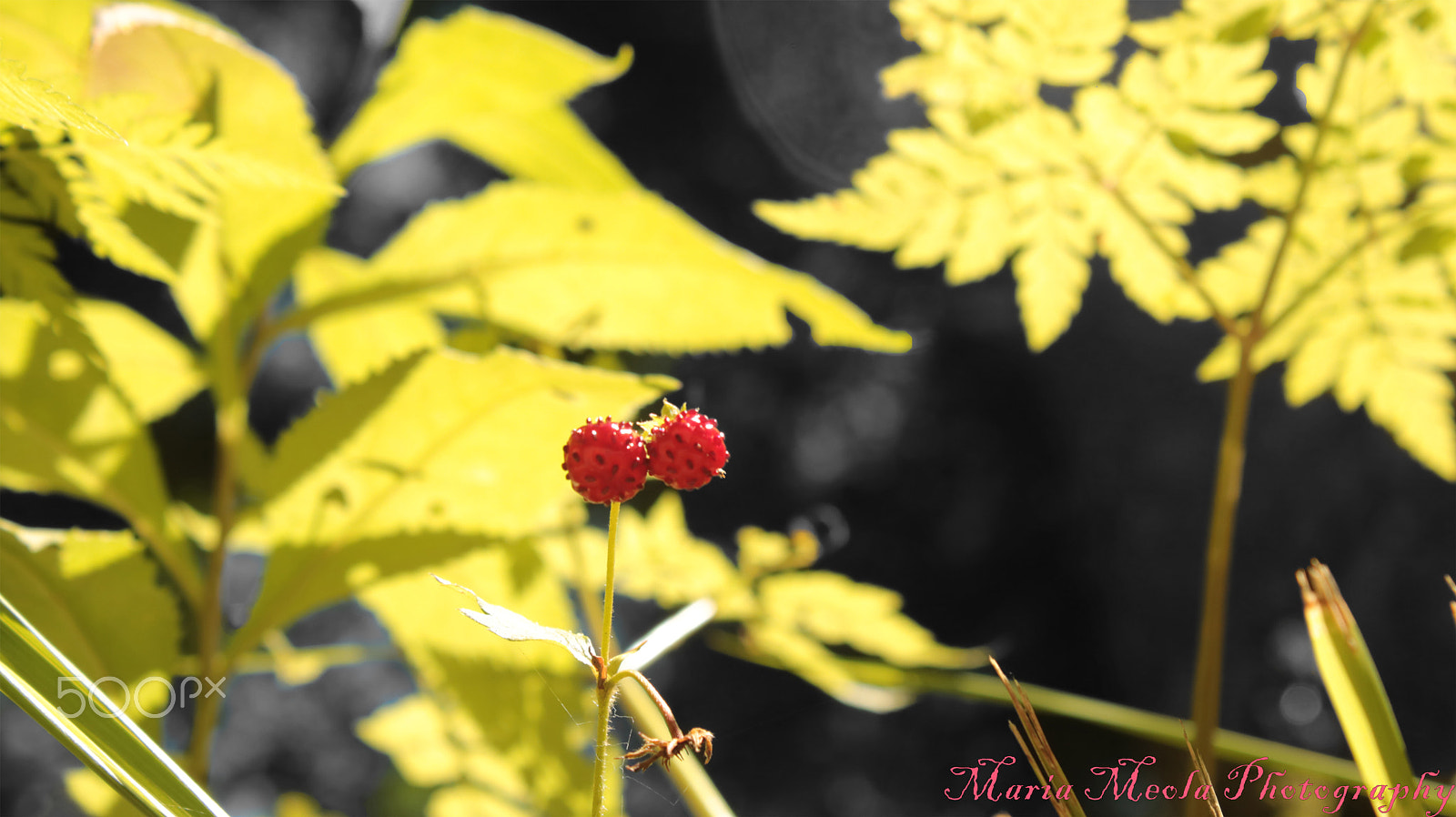 Canon EOS 750D (EOS Rebel T6i / EOS Kiss X8i) sample photo. More photography