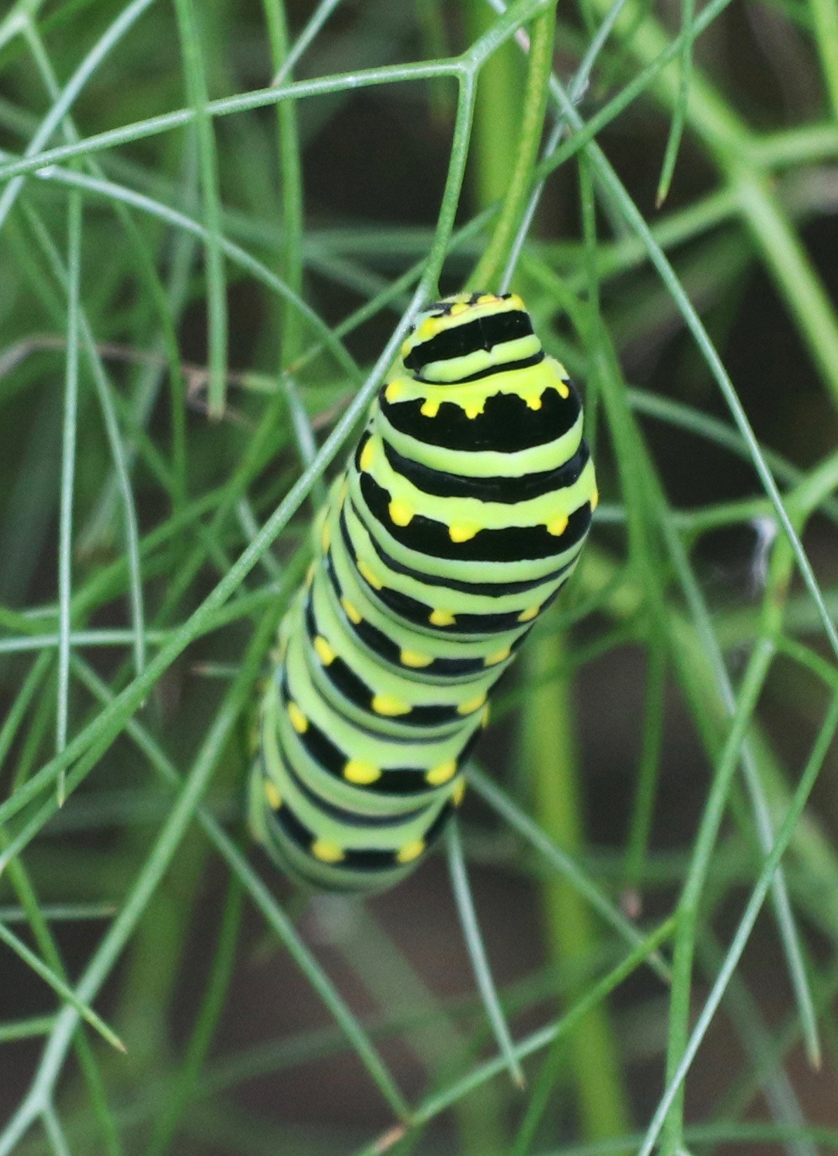 Canon EF-S 17-85mm F4-5.6 IS USM sample photo. Black swallowtail larvae - nj photography