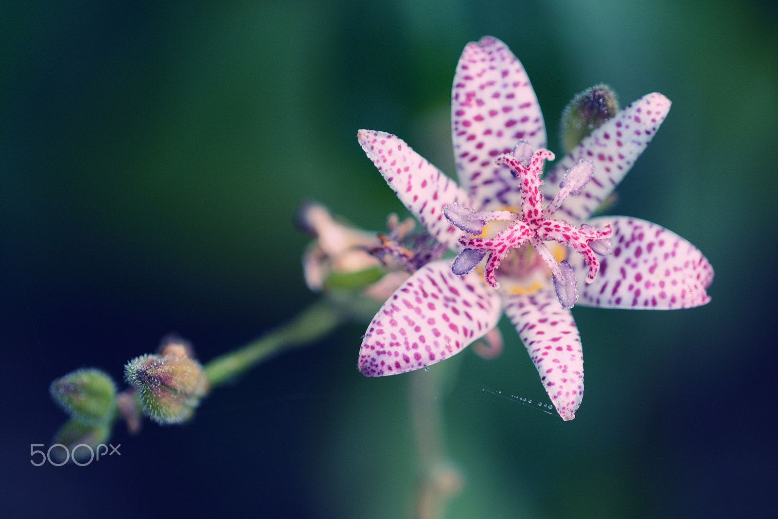 Nikon D7100 + Nikon AF Micro-Nikkor 200mm F4D ED-IF sample photo. Toad lily photography