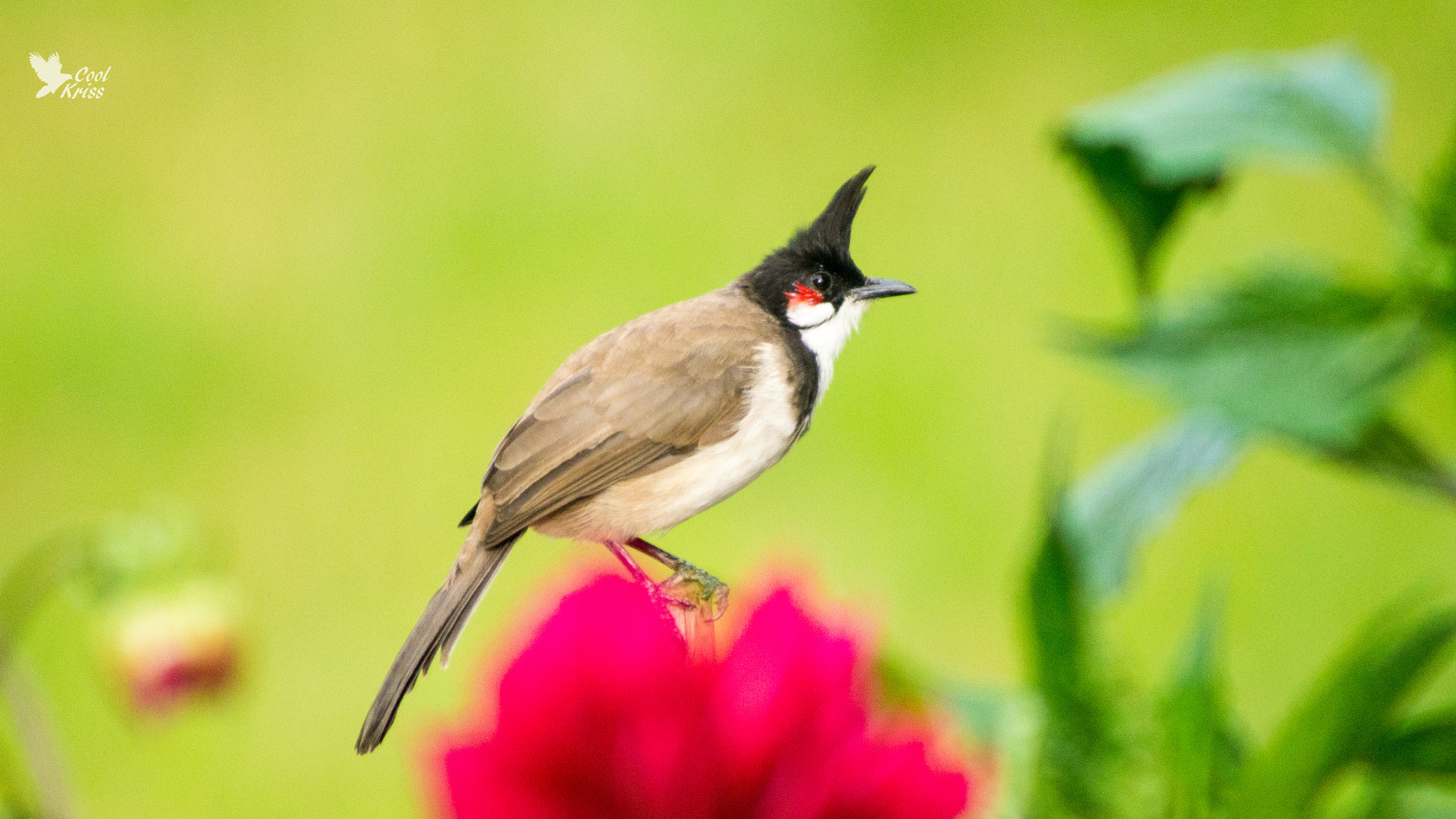 Sony 75-300mm F4.5-5.6 sample photo. Red whiskered bulbul photography