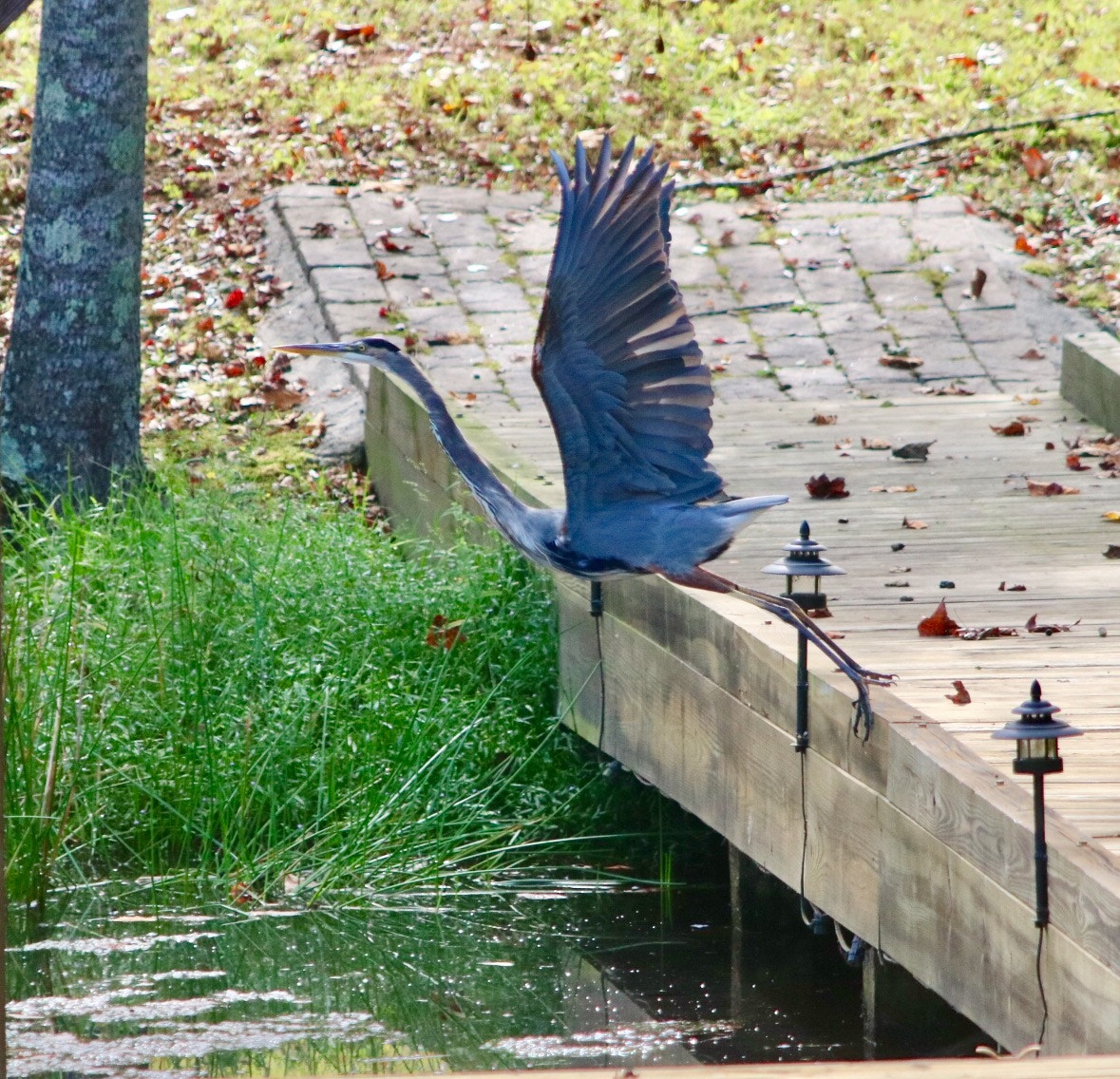 Canon EOS 760D (EOS Rebel T6s / EOS 8000D) + Canon EF 70-200mm F2.8L USM sample photo. Taking off at our pond photography
