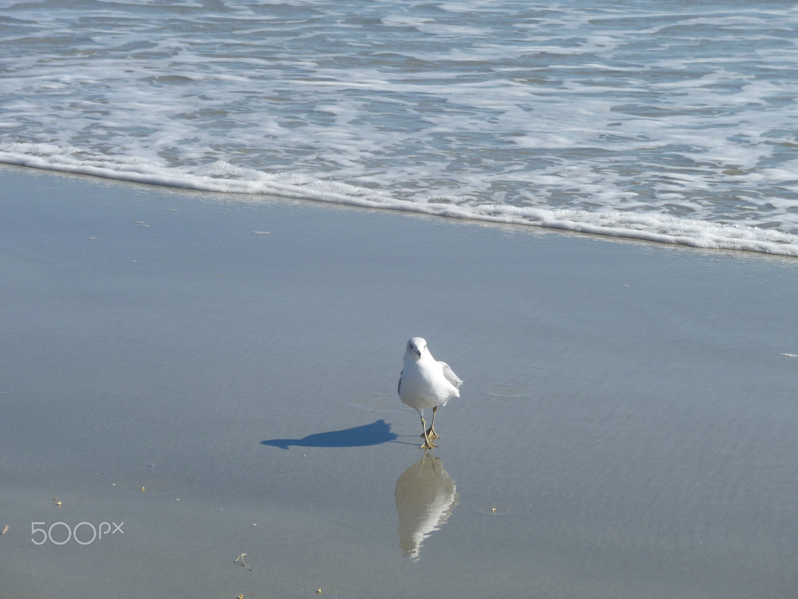 Panasonic DMC-TZ50 sample photo. Bird photography