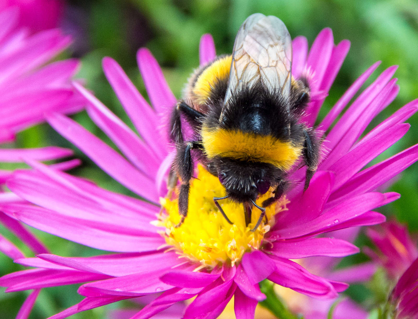 Sigma 17-70mm F2.8-4 DC Macro OS HSM | C sample photo. Bee retrieving nectar photography