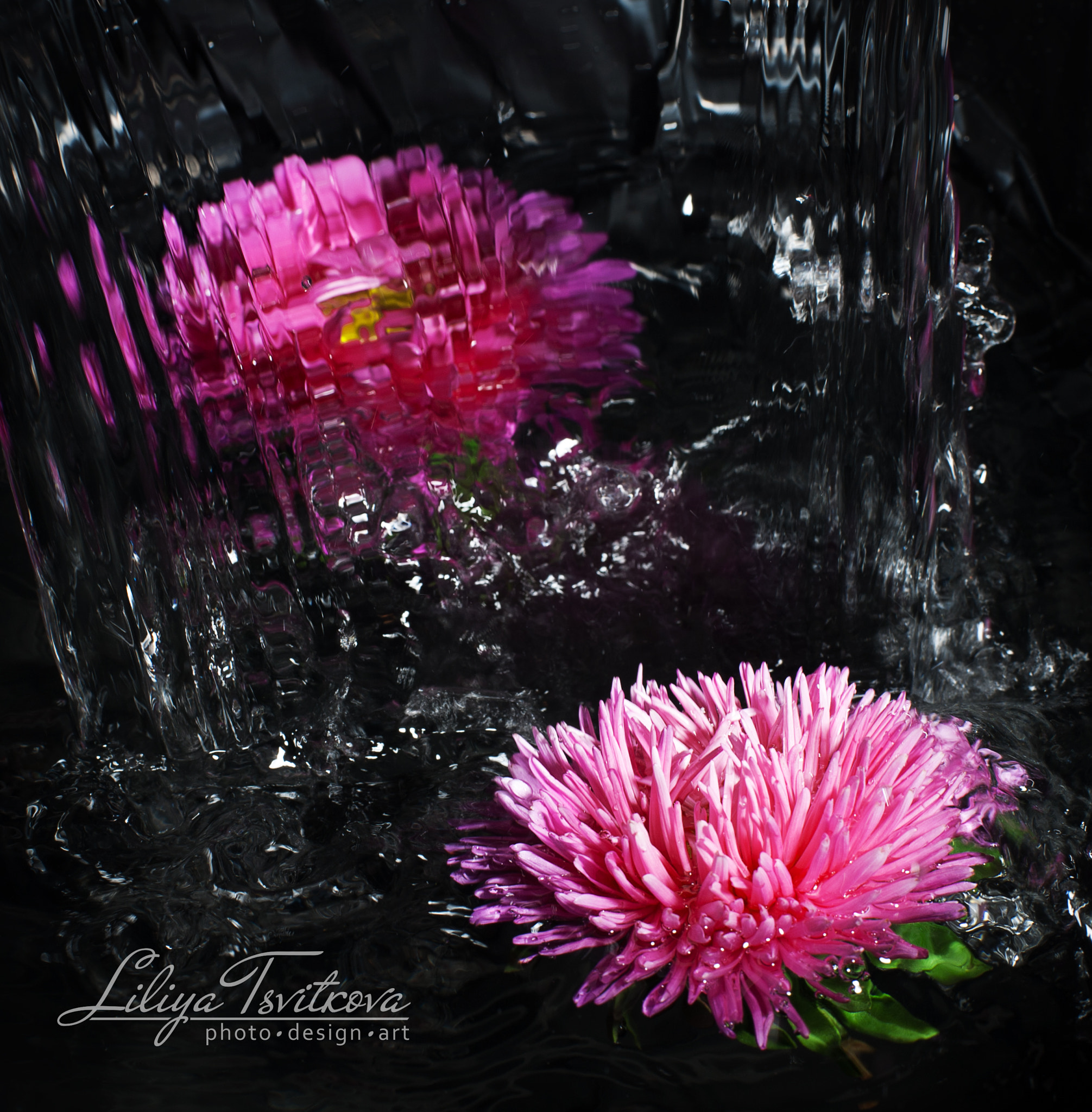 ZEISS Planar T* 50mm F1.4 sample photo. Flowers in water photography