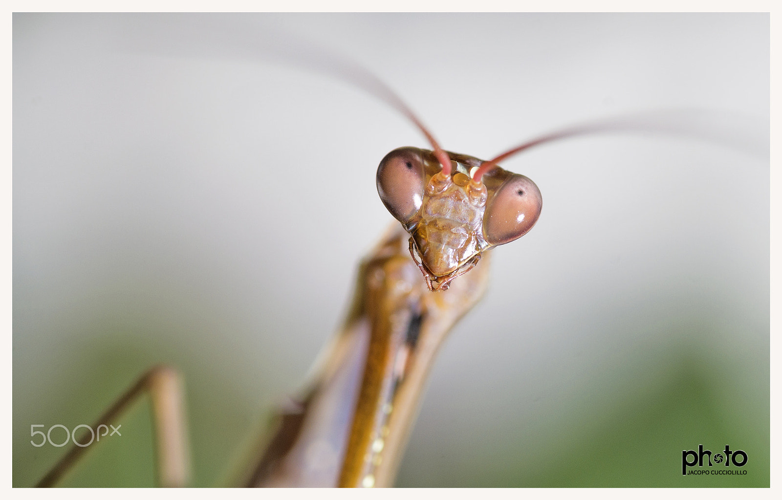 Sigma 105mm F2.8 EX DG OS HSM sample photo. E' una questione di sguardi photography