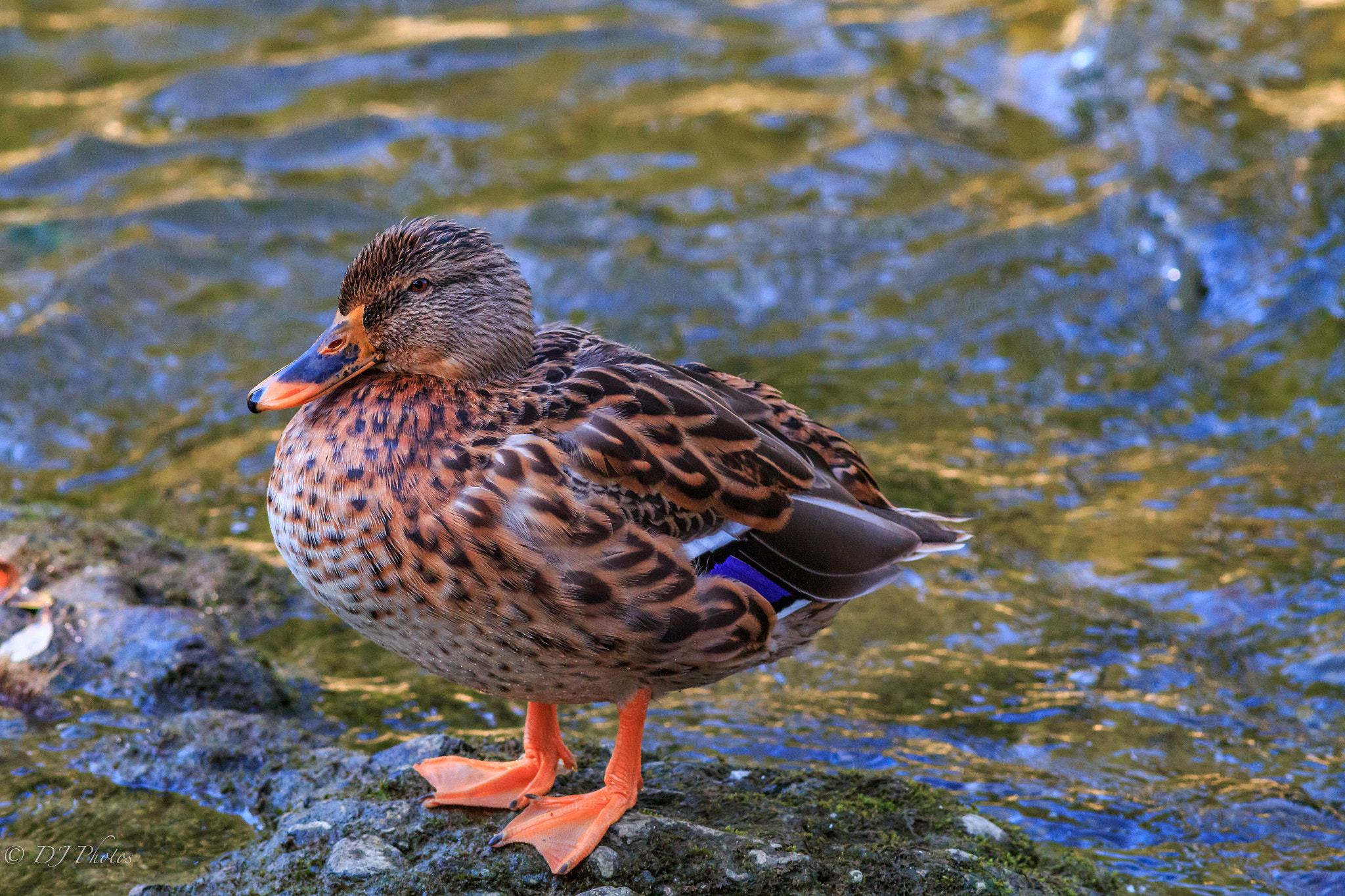 Canon EF 300mm F4L IS USM sample photo. Female duck photography