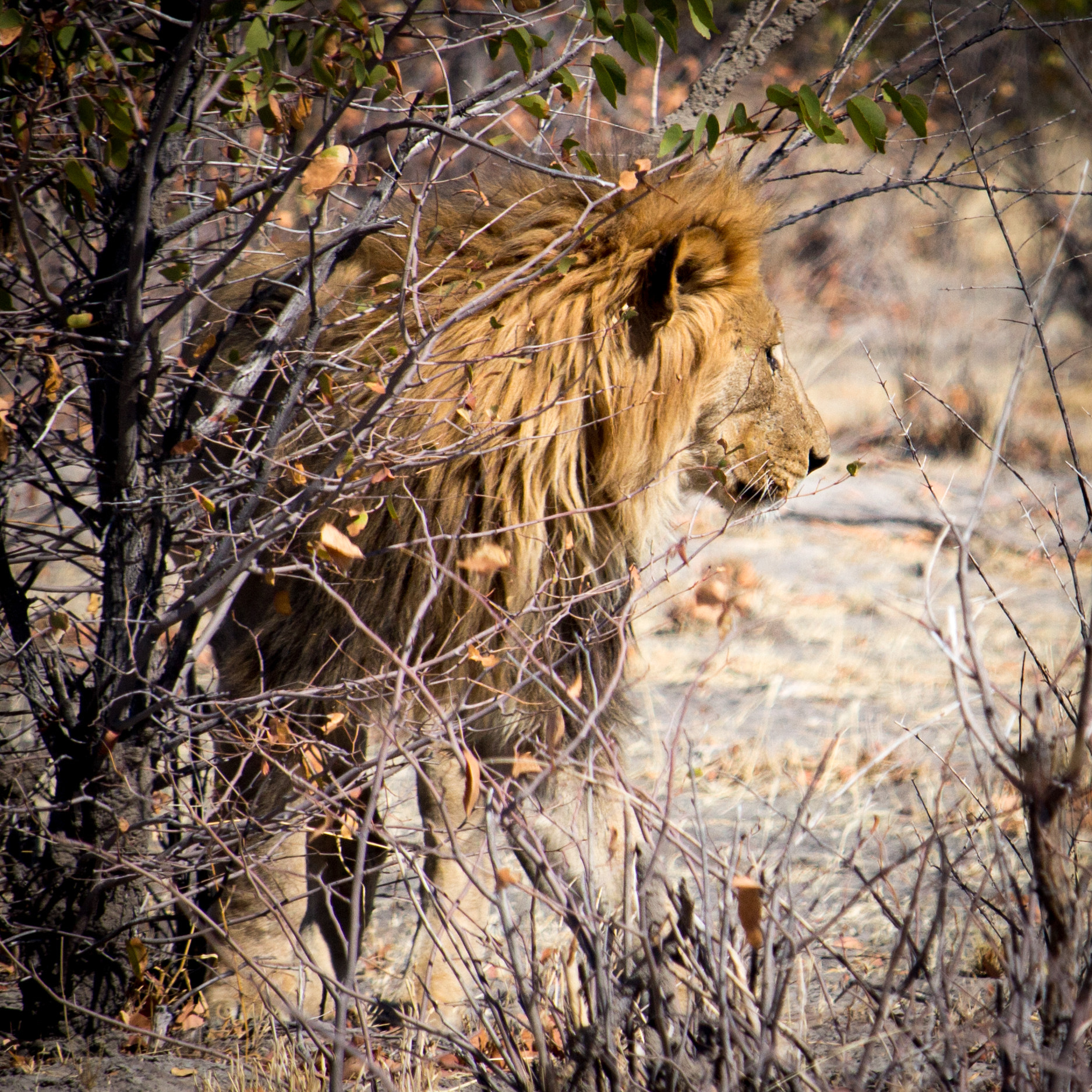 Canon EF-S 55-250mm F4-5.6 IS STM sample photo. Lion photography