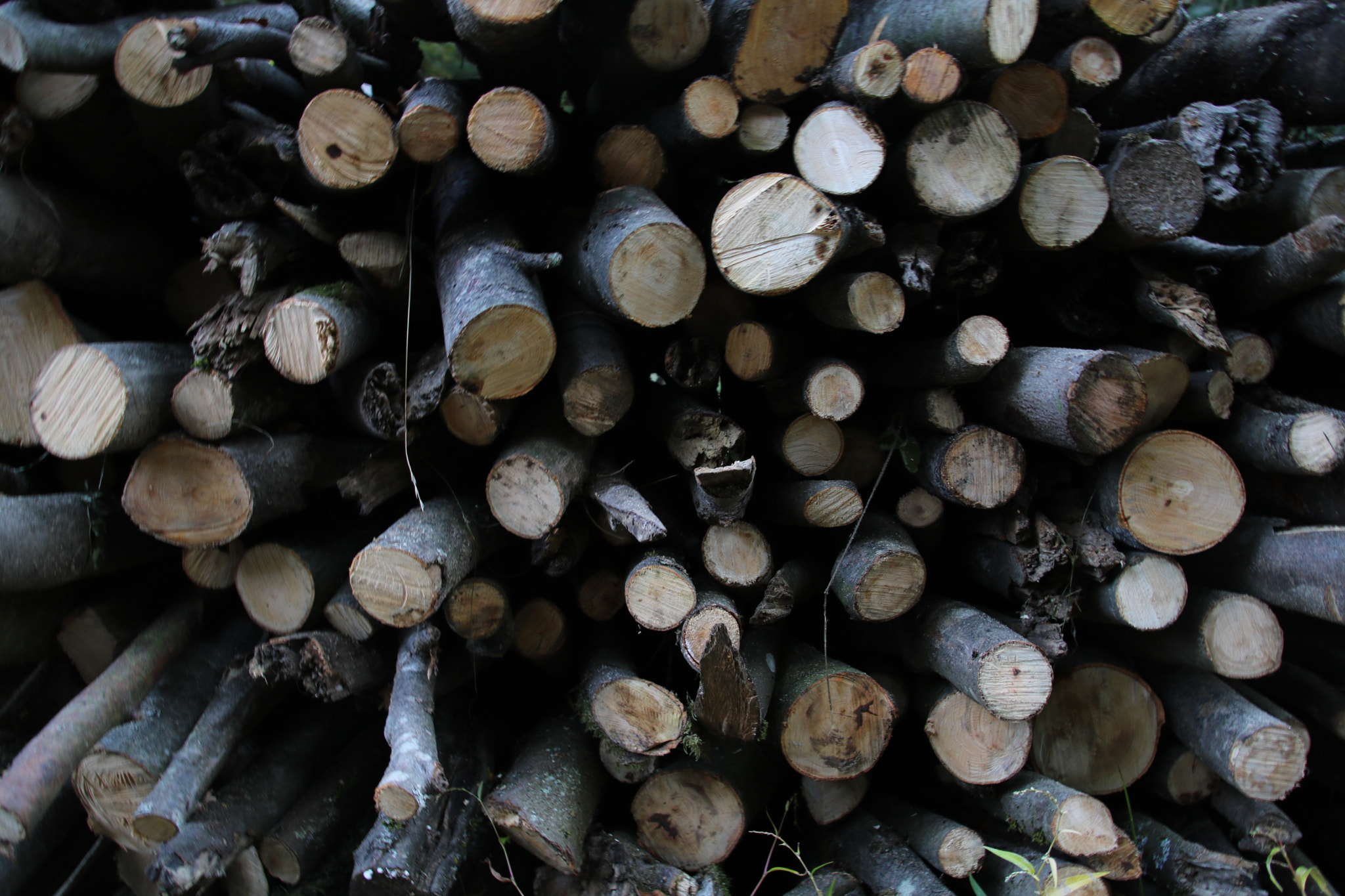 Canon EOS 750D (EOS Rebel T6i / EOS Kiss X8i) + Canon TS-E 90mm F2.8 Tilt-Shift sample photo. Wood in the blackforest photography