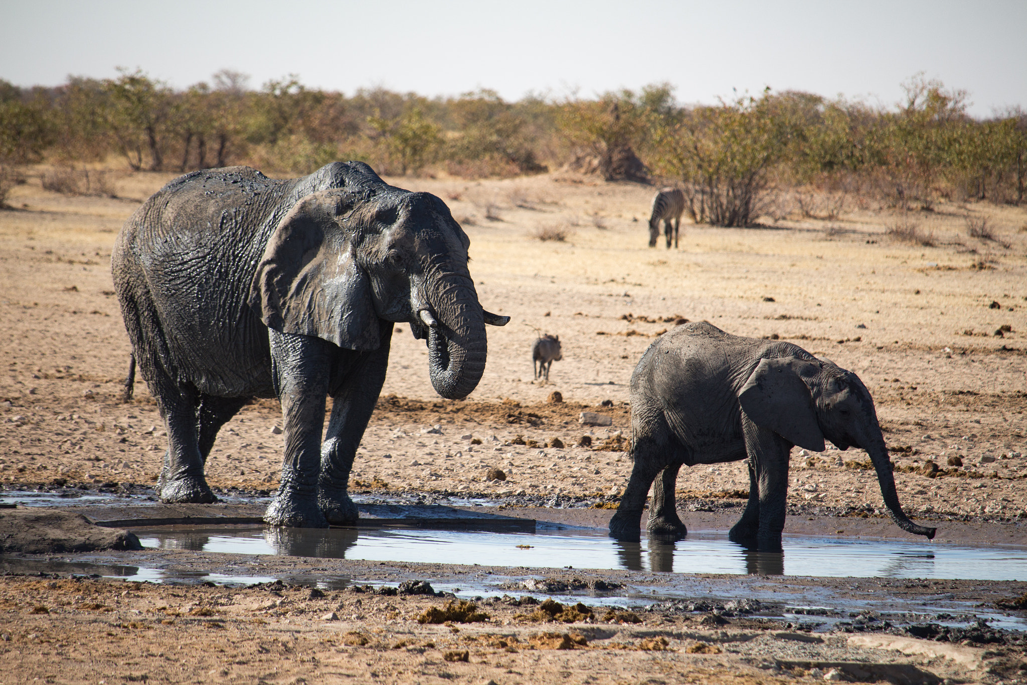 Canon EF-S 55-250mm F4-5.6 IS STM sample photo. Elephants photography