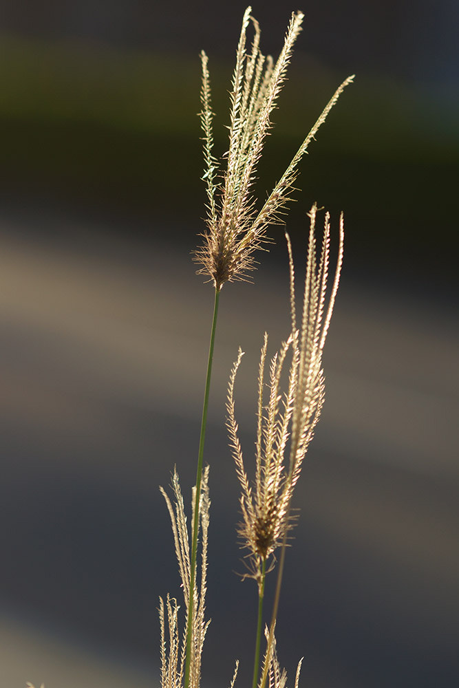 Sony SLT-A77 + Tamron SP AF 90mm F2.8 Di Macro sample photo. Dsc photography