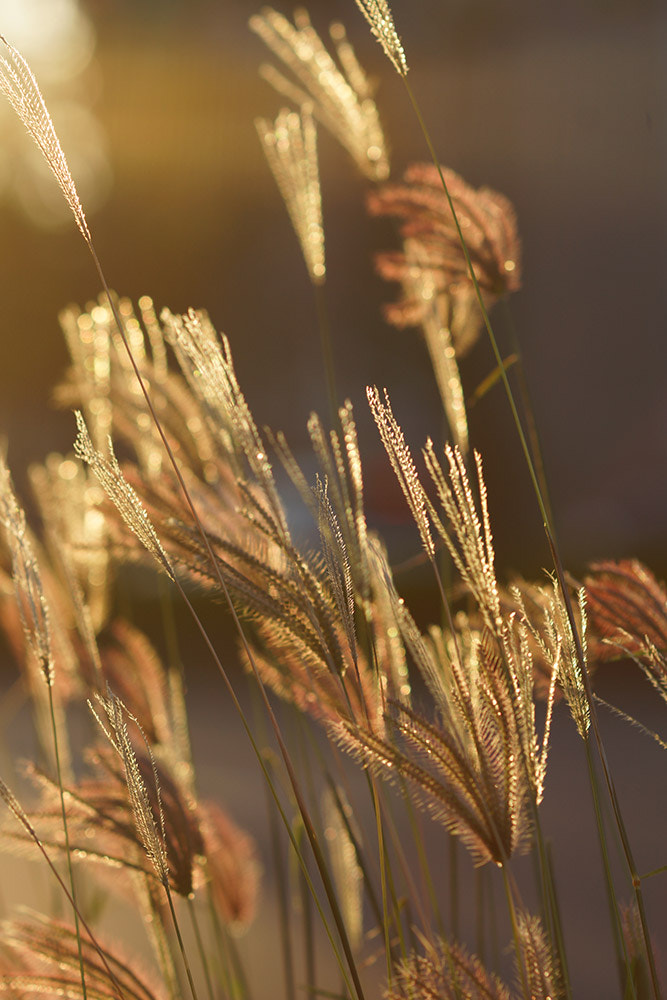 Sony SLT-A77 + Tamron SP AF 90mm F2.8 Di Macro sample photo. Dsc photography