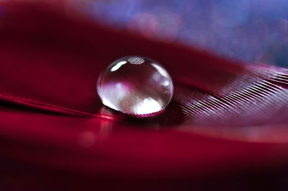 Nikon D5000 sample photo. Feather photography